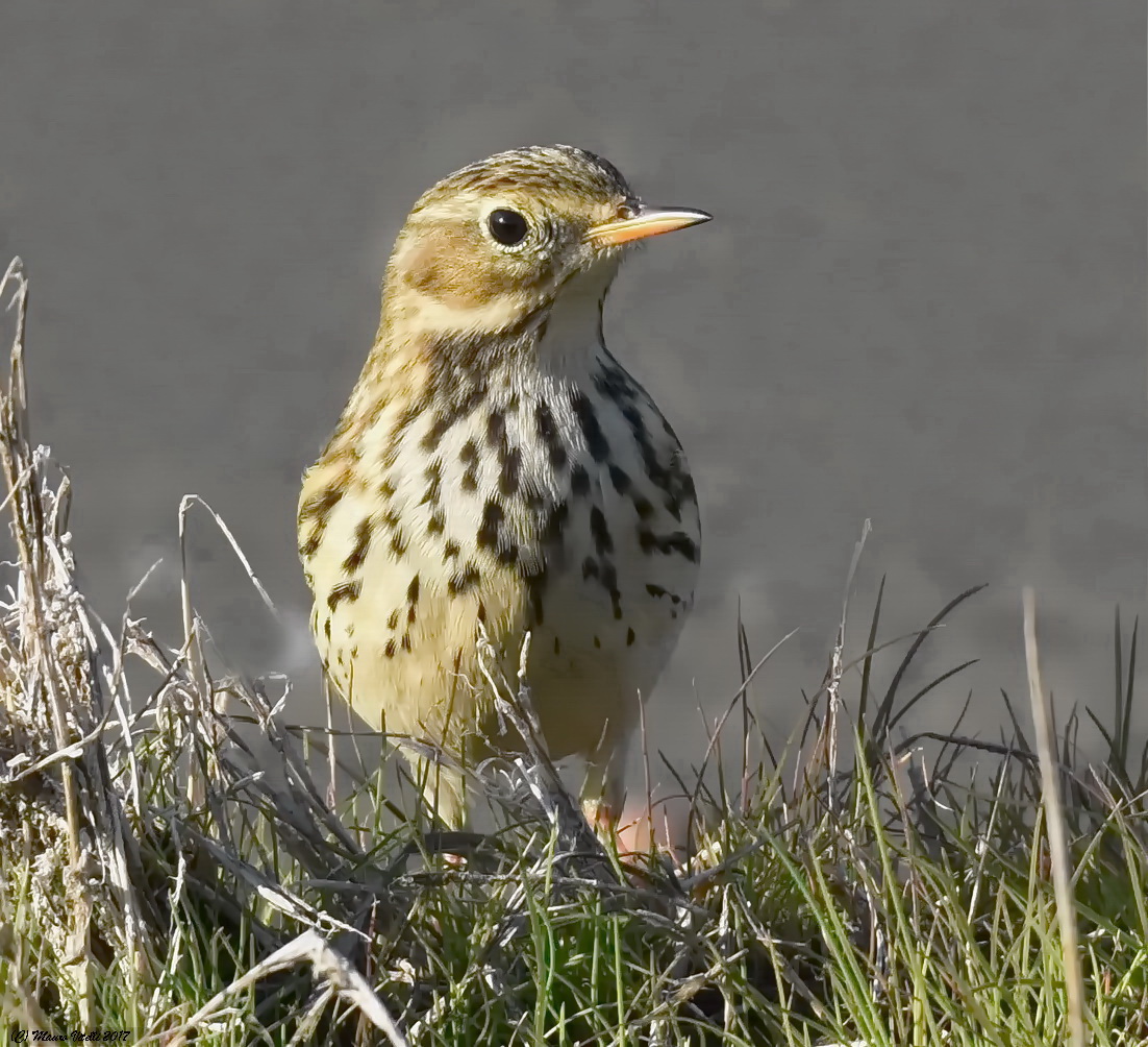 Pipit