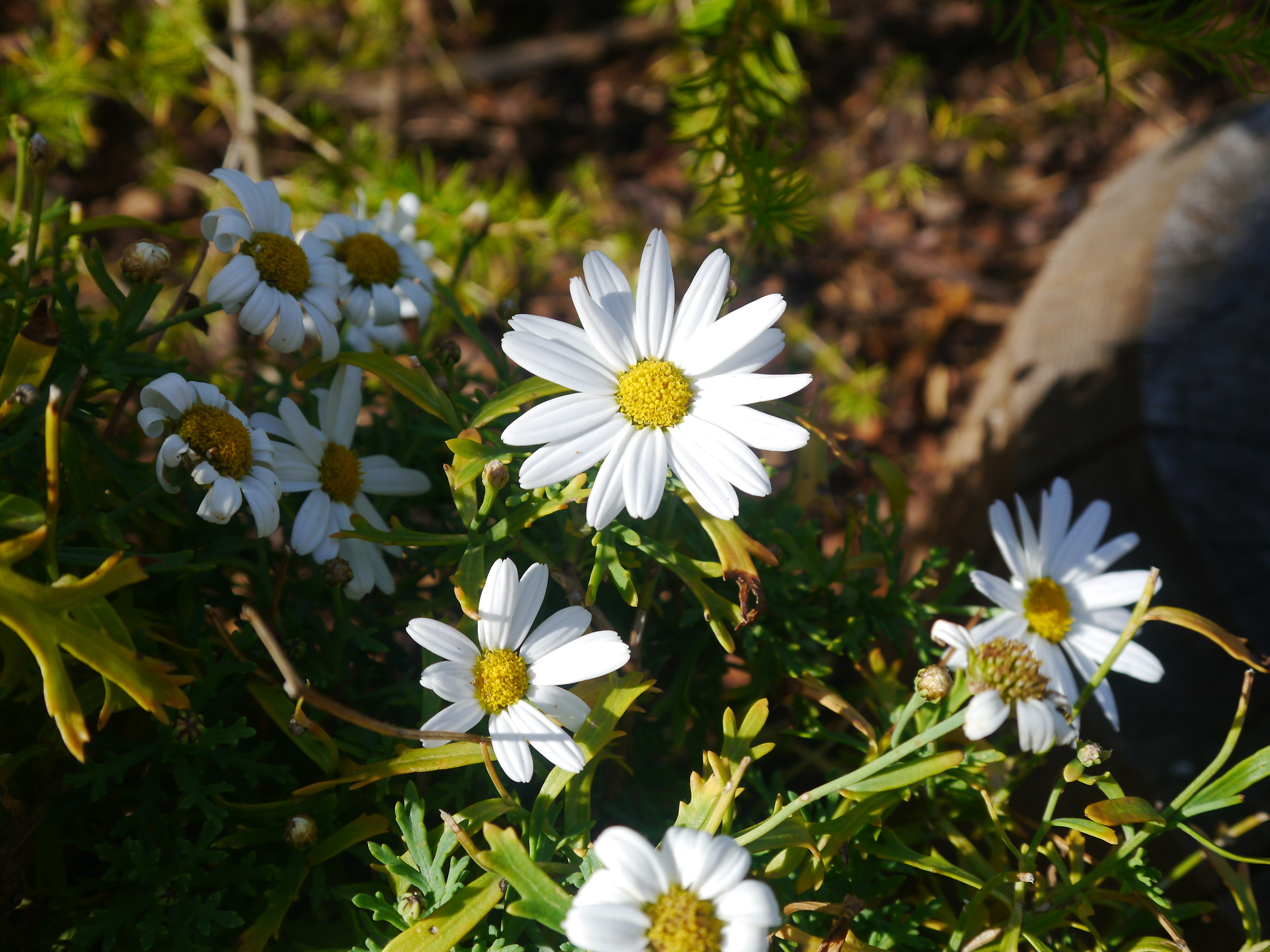 Margherite al tramonto