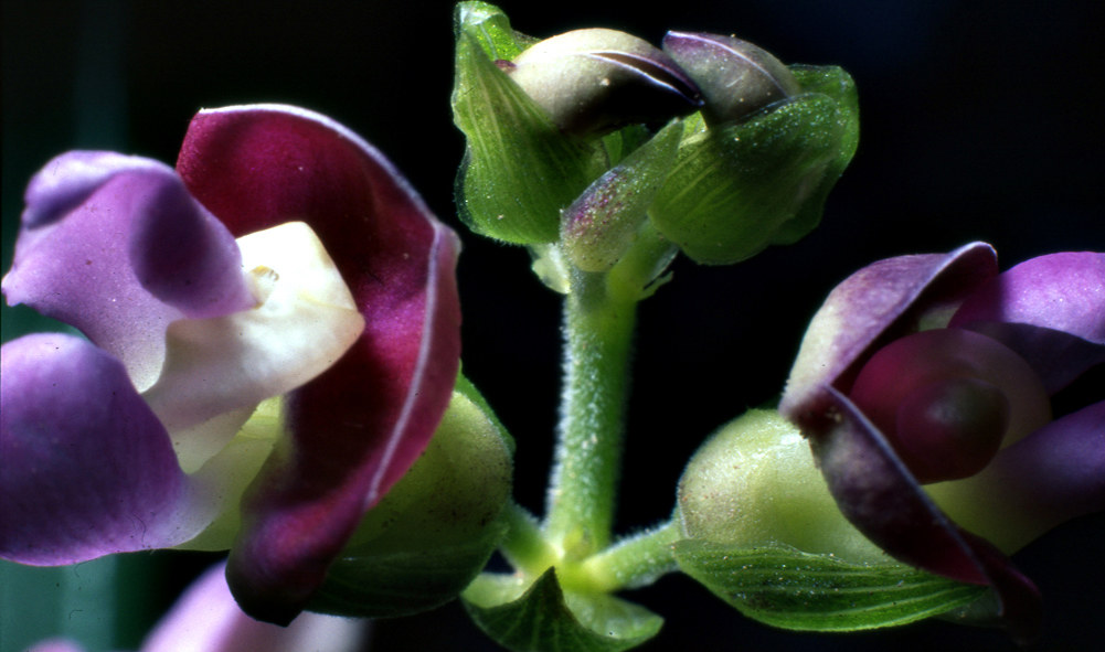 Bean flowers