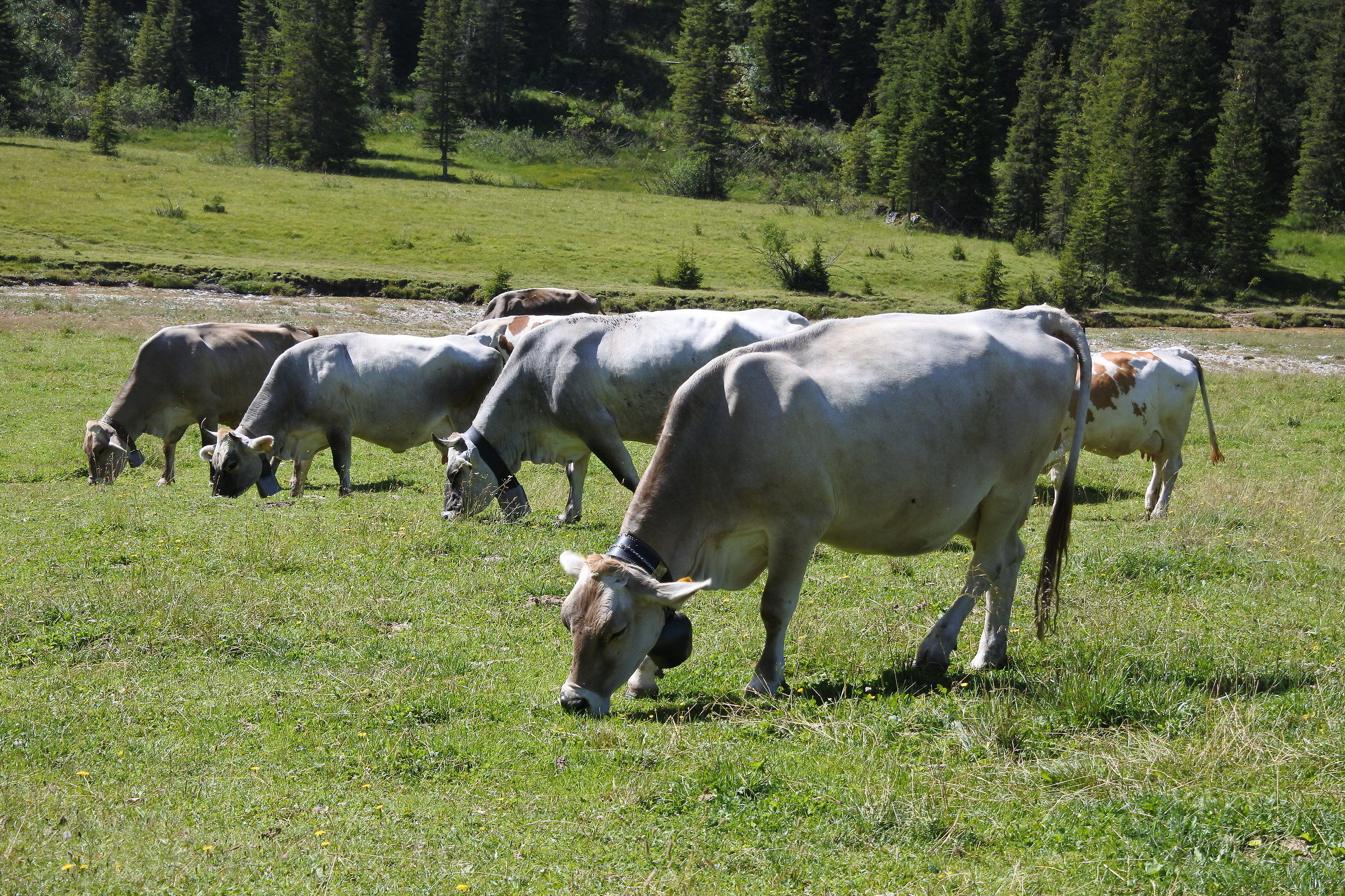 Pascolo in Val Venegia