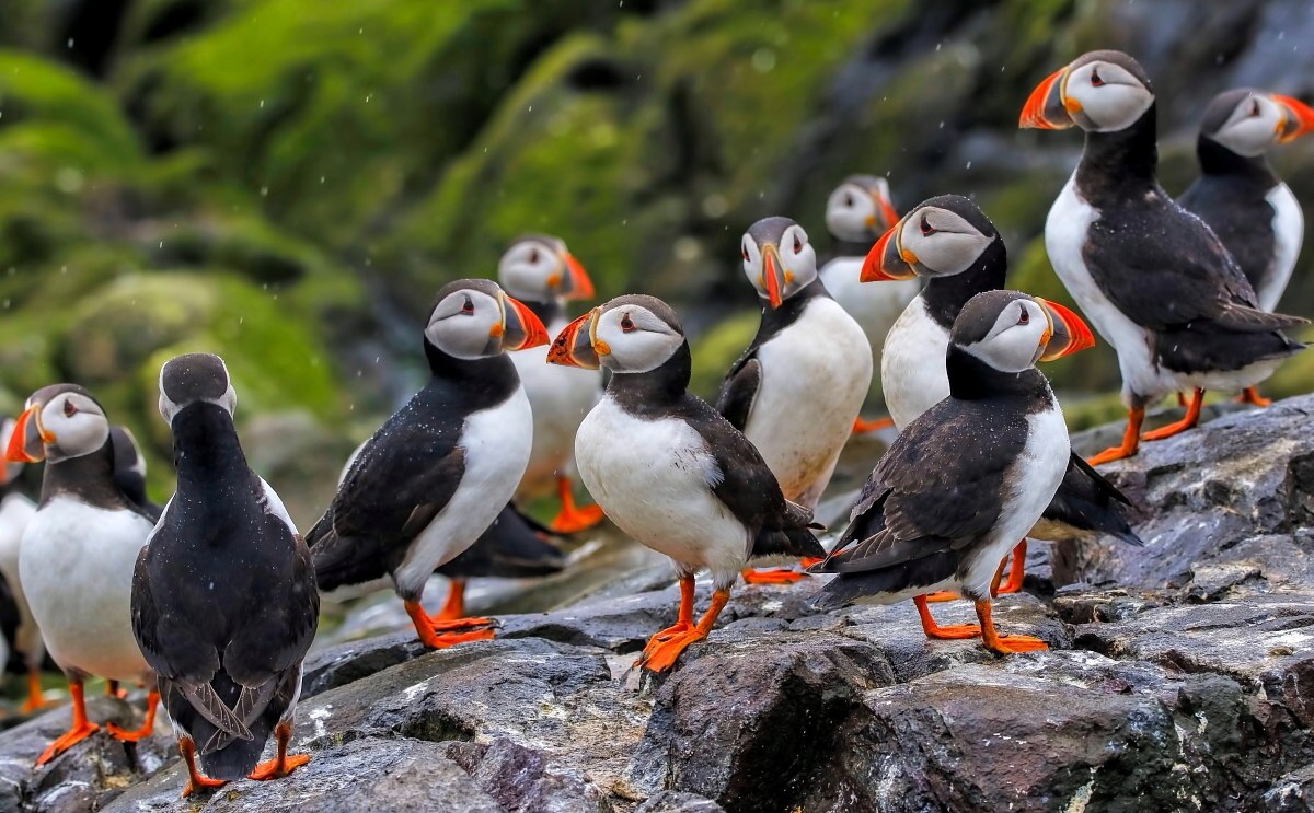 Puffins