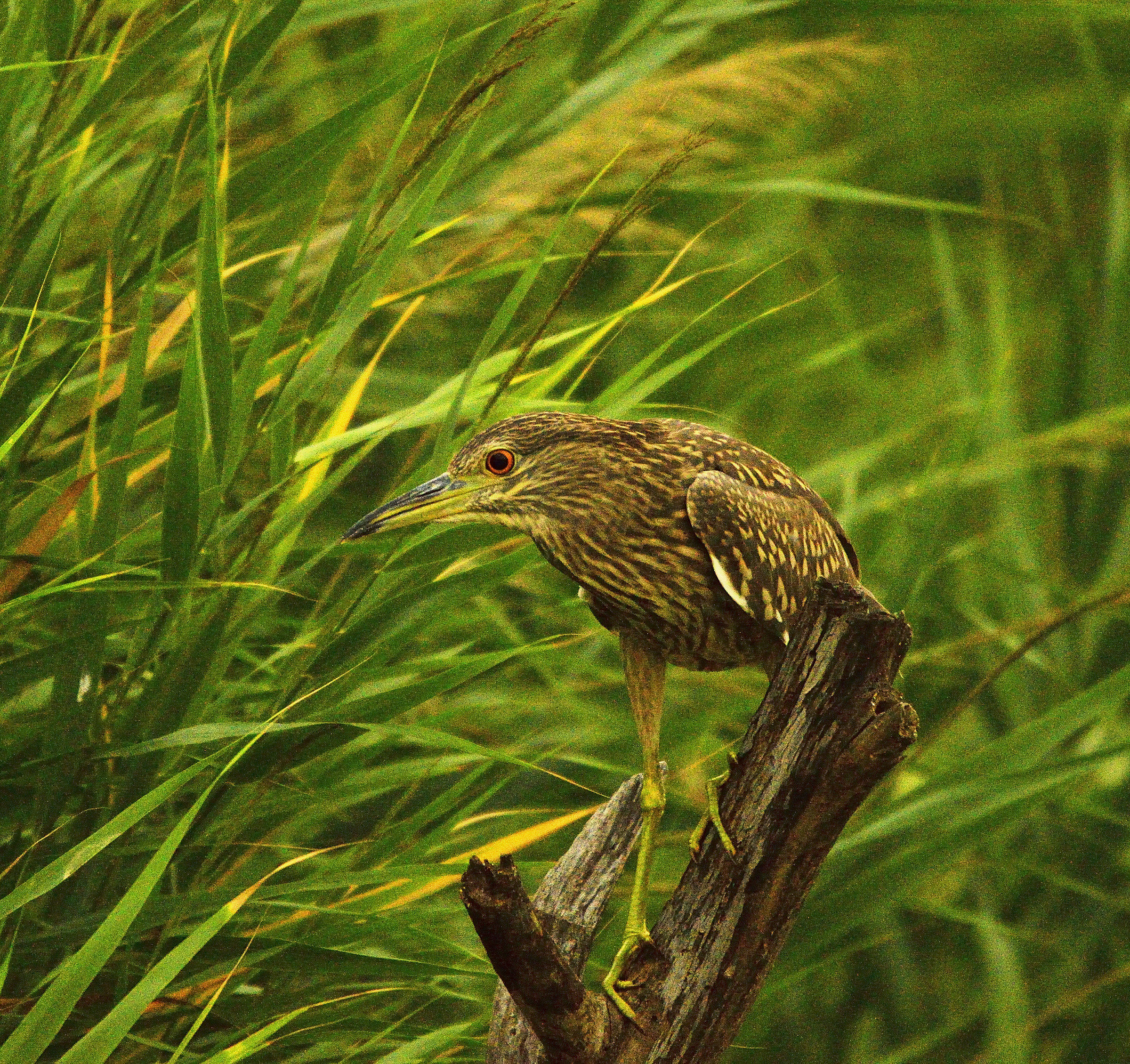 Giovane di nitticora