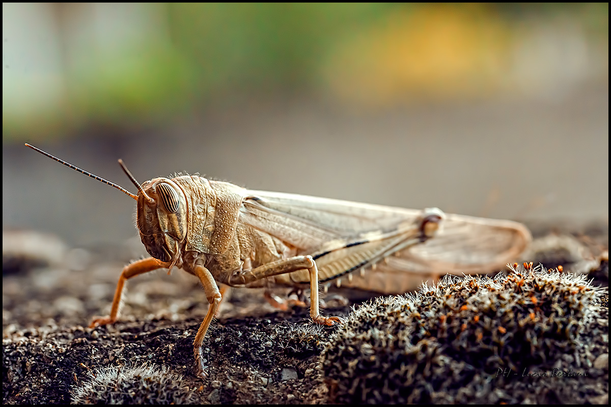 Locusta Egiziana