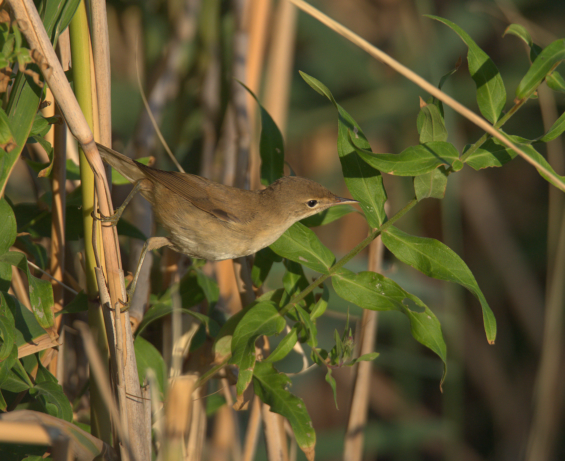Reed warbler