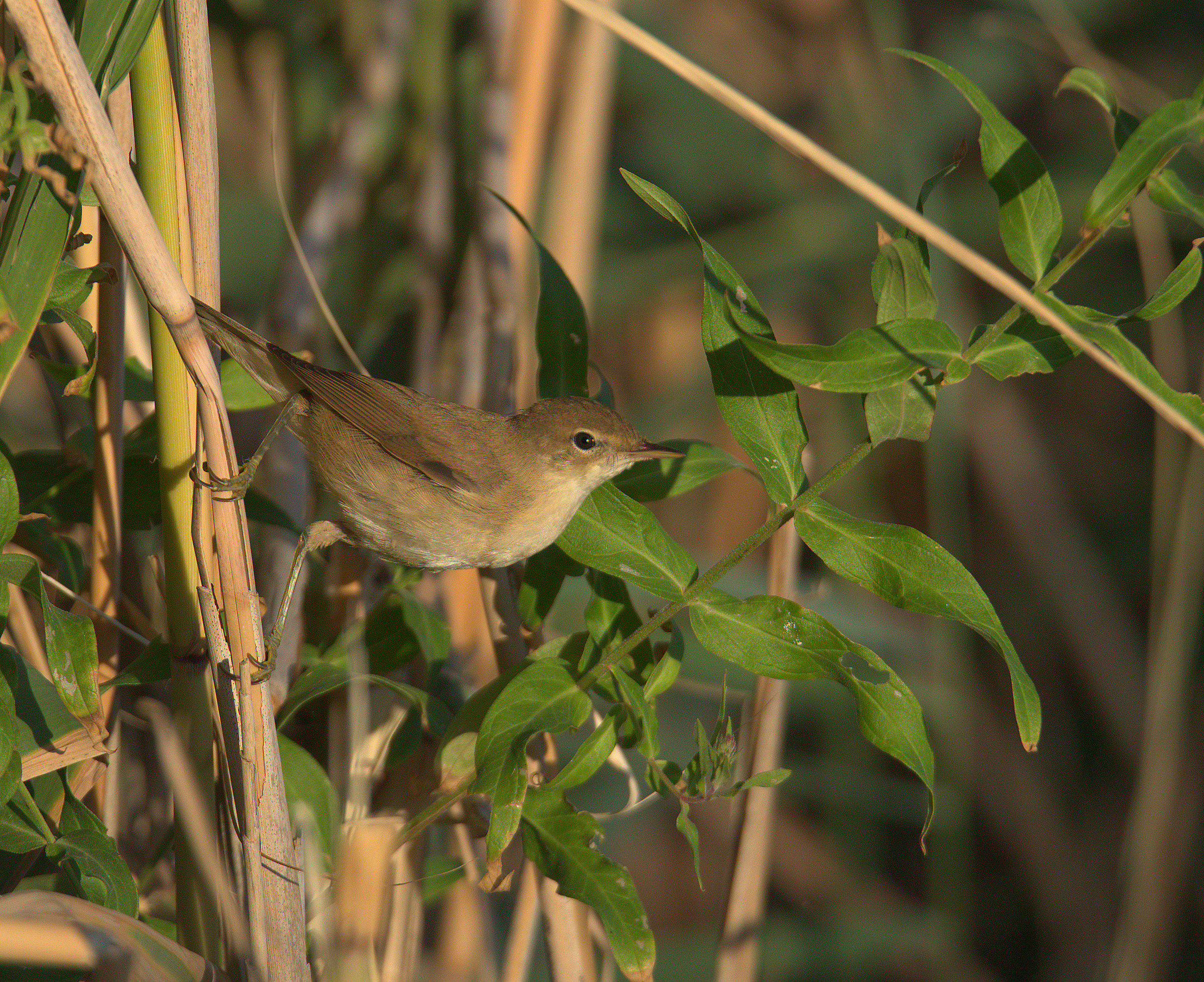 Reed warbler