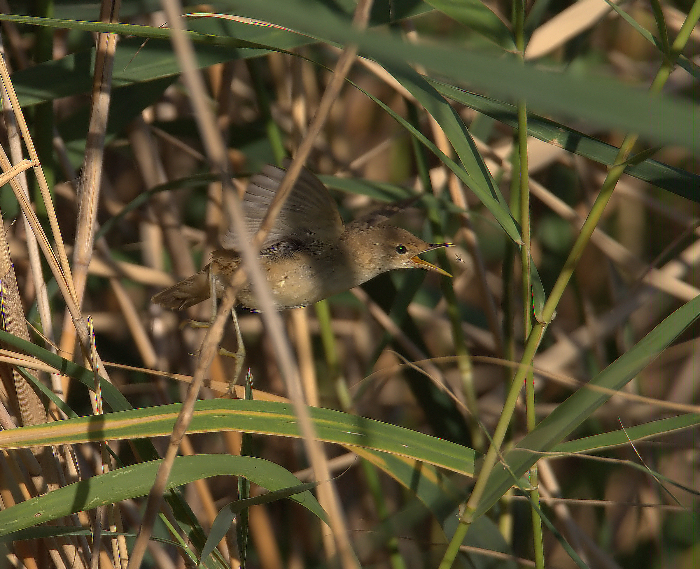 Reed warbler