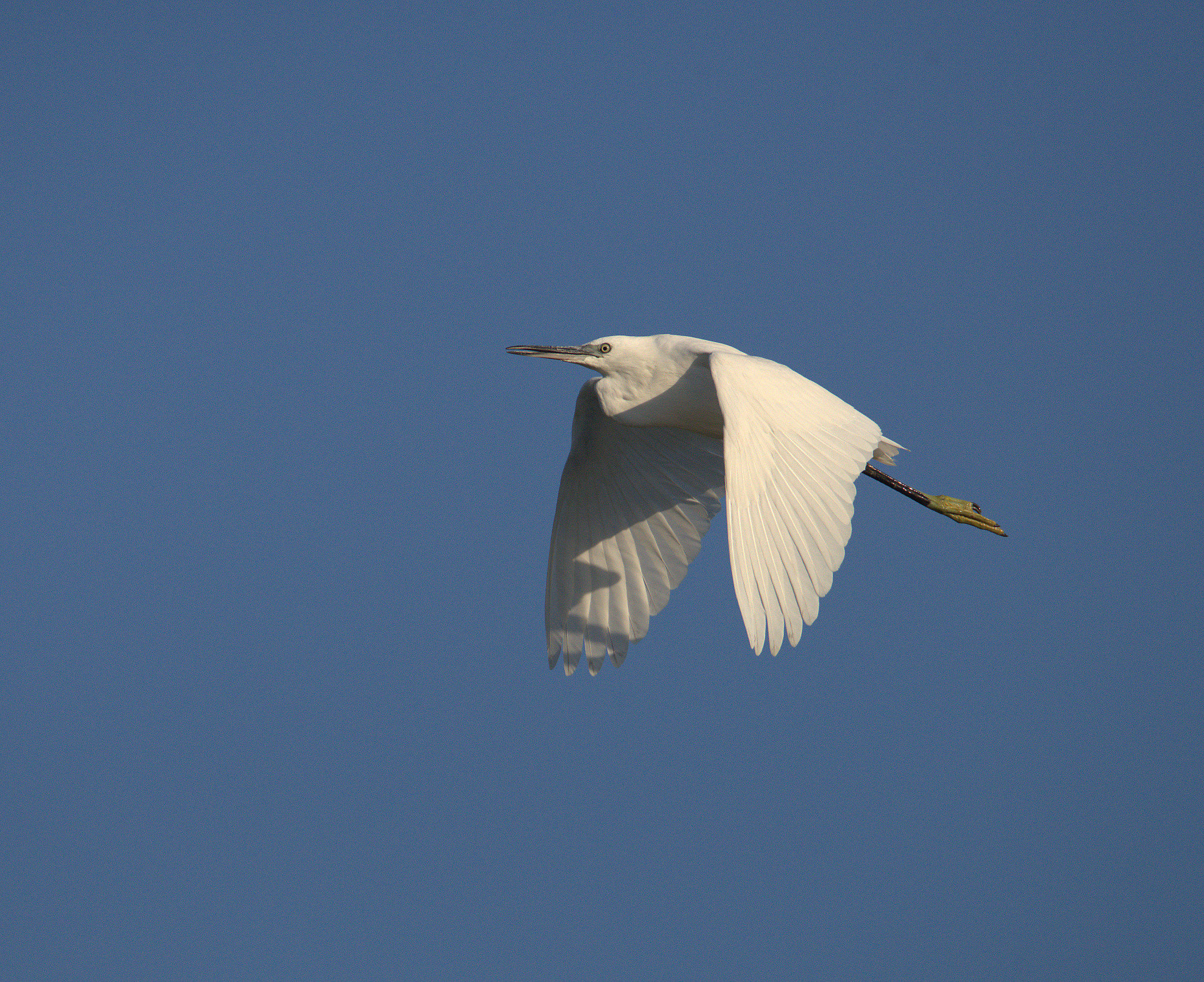 Egret