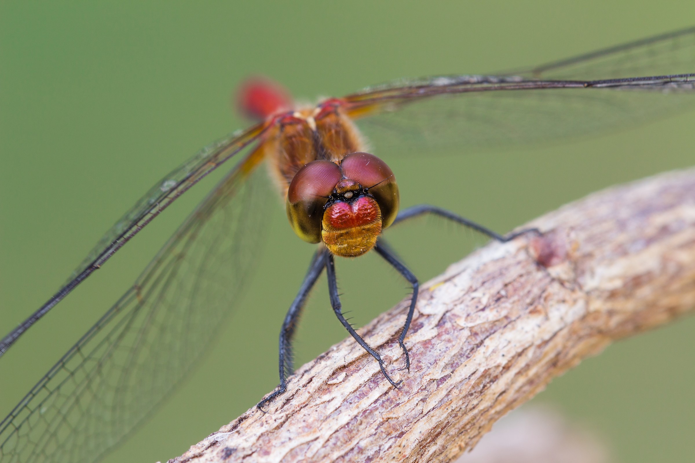 Sguardi: Calcio di rigore