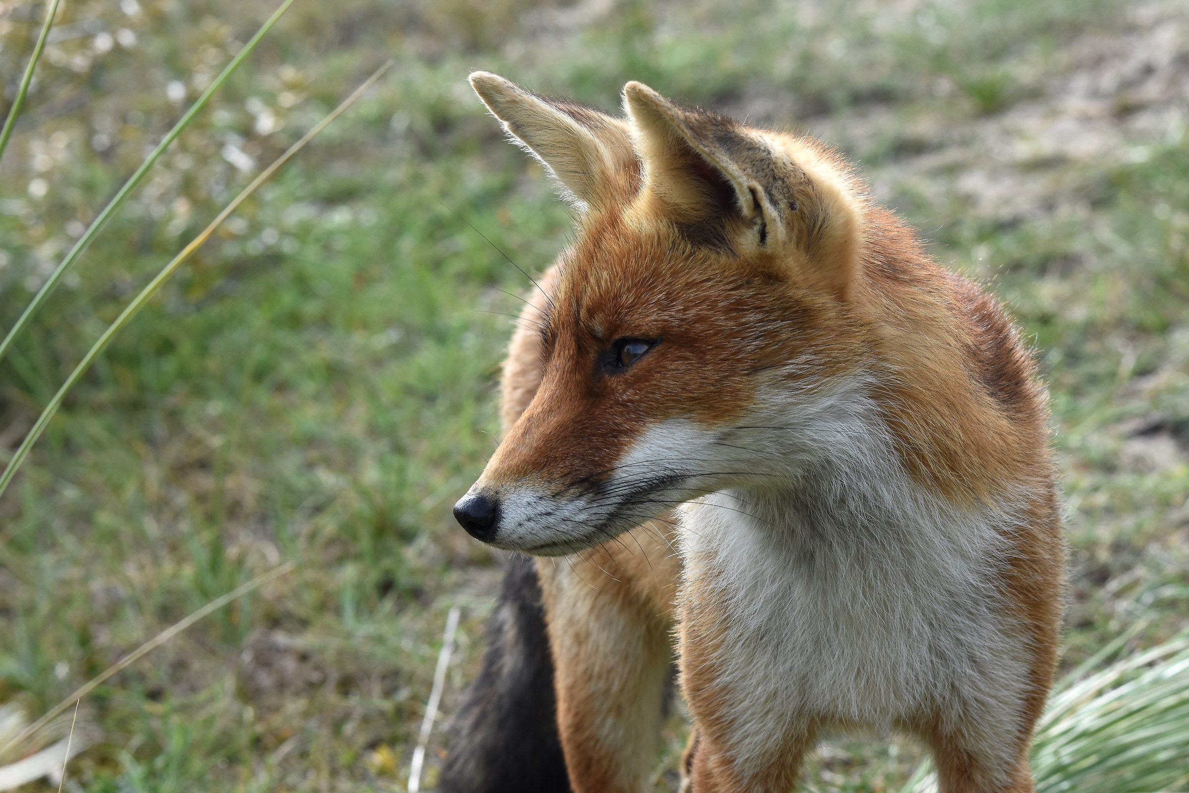 Fox in the dunes