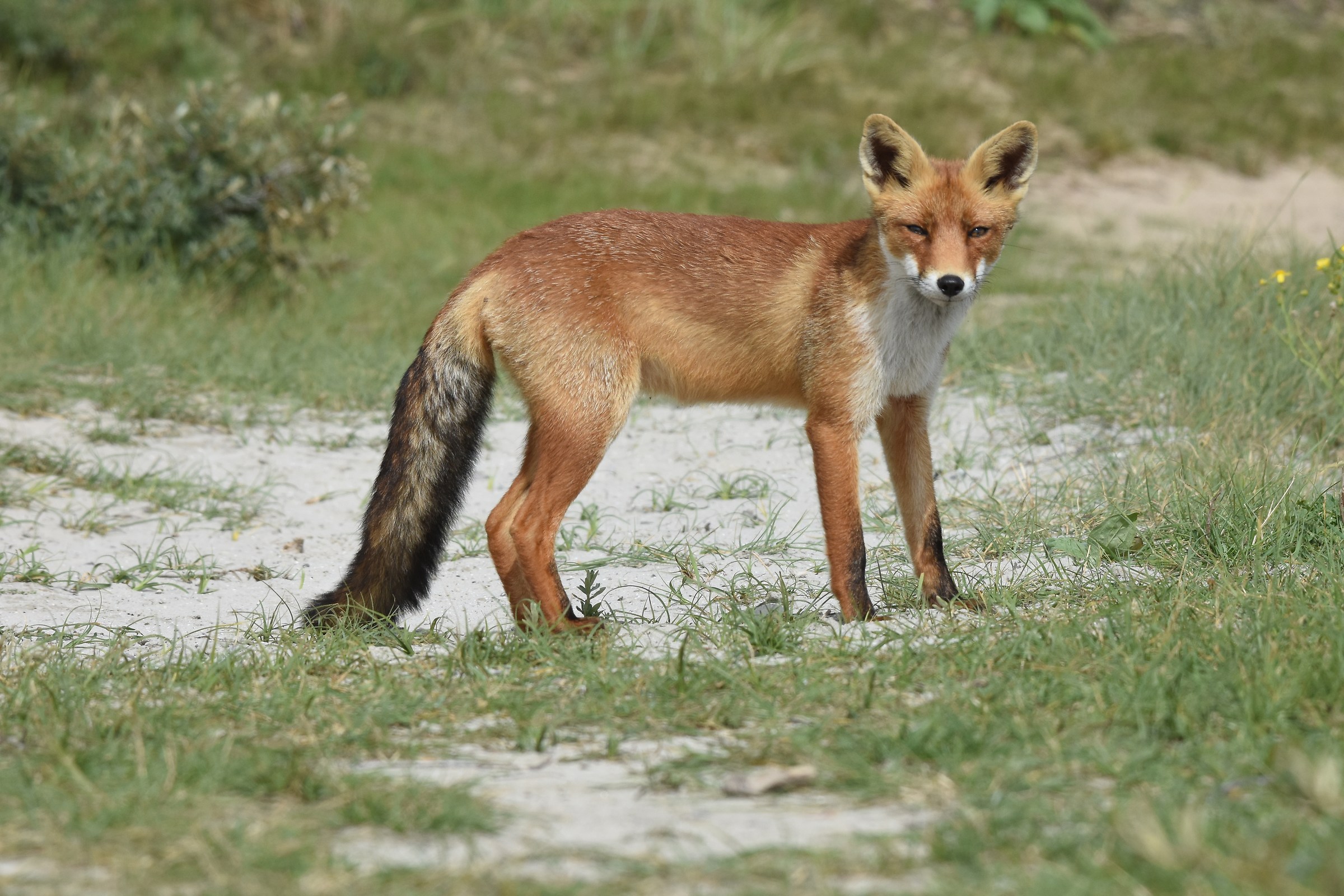 Fox in the dunes