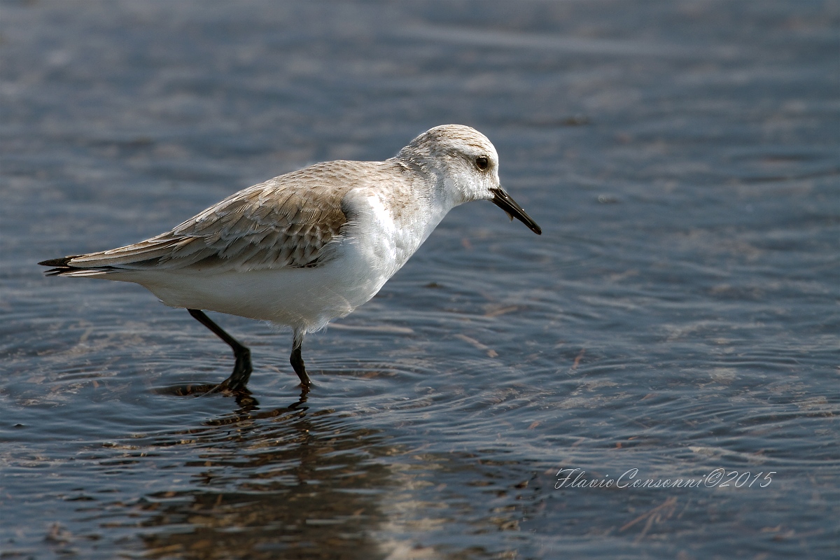 Piovanello tridattilo