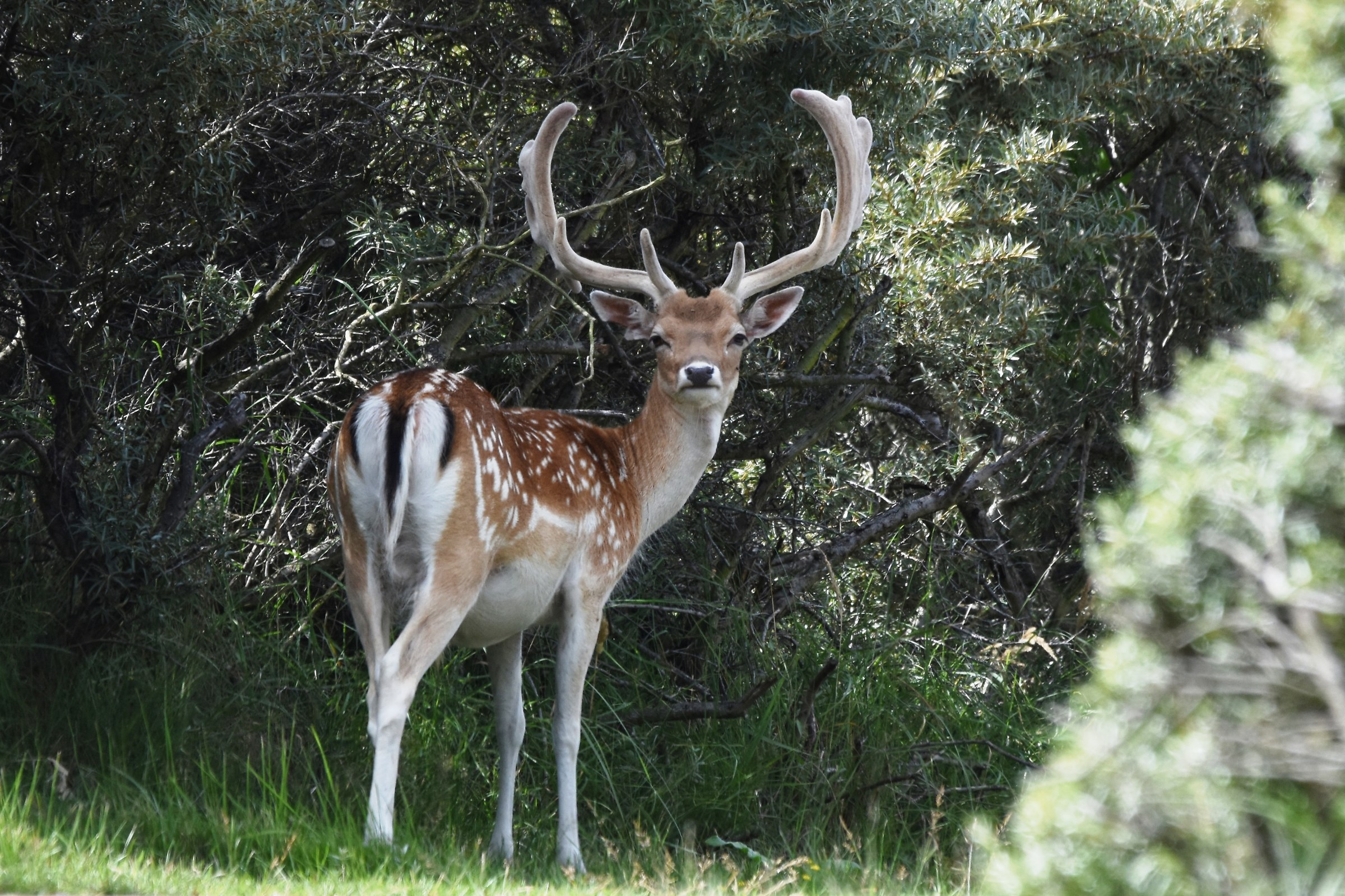 Damhert in the dunes