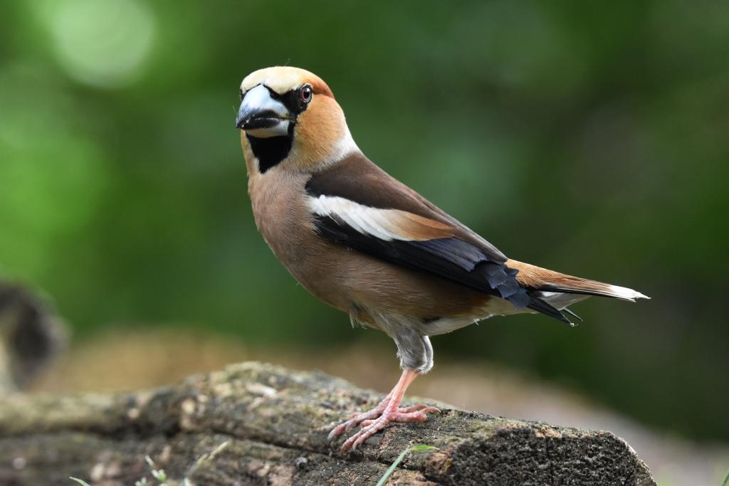 Hawfinch