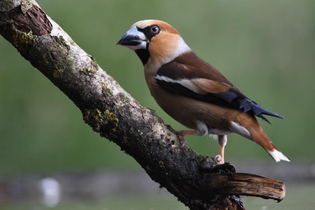 Hawfinch