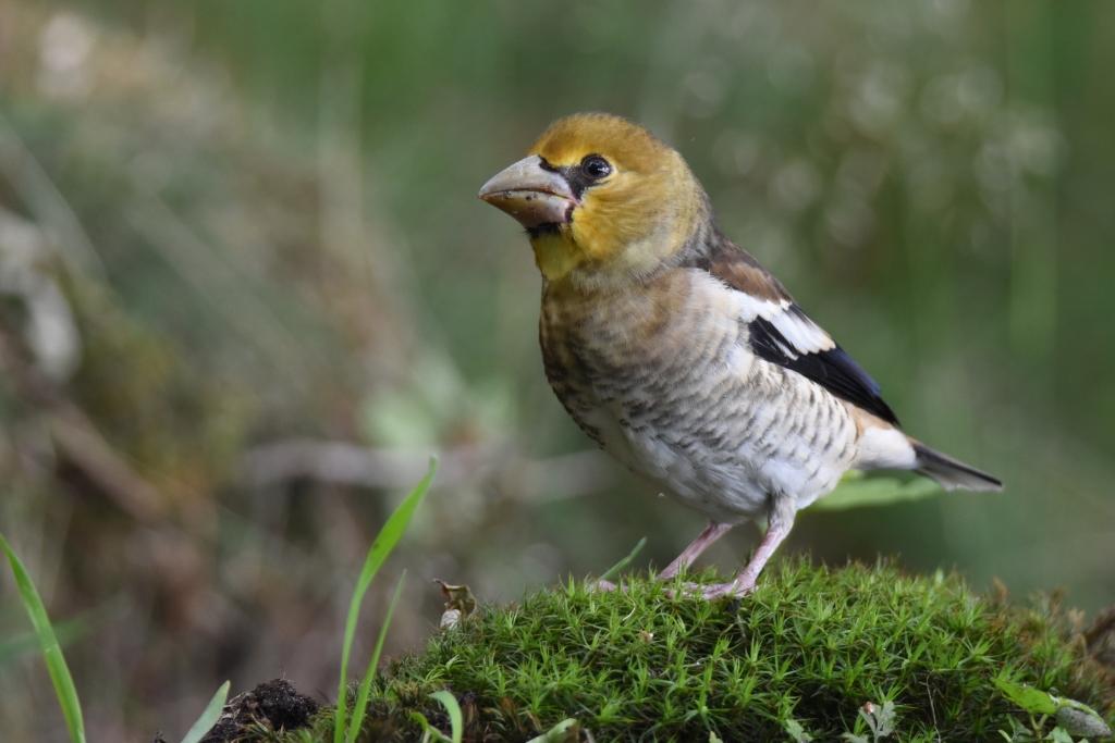 Hawfinch juv