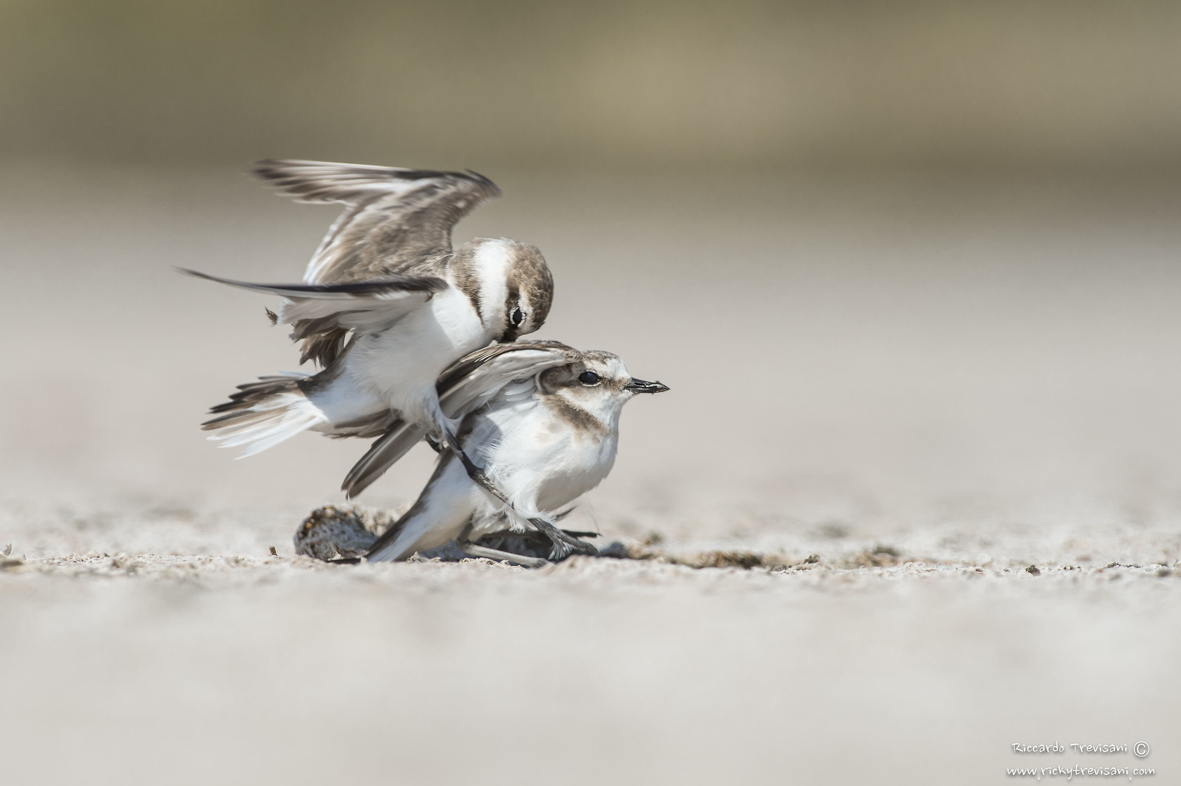 battibecchi sulla spiaggia