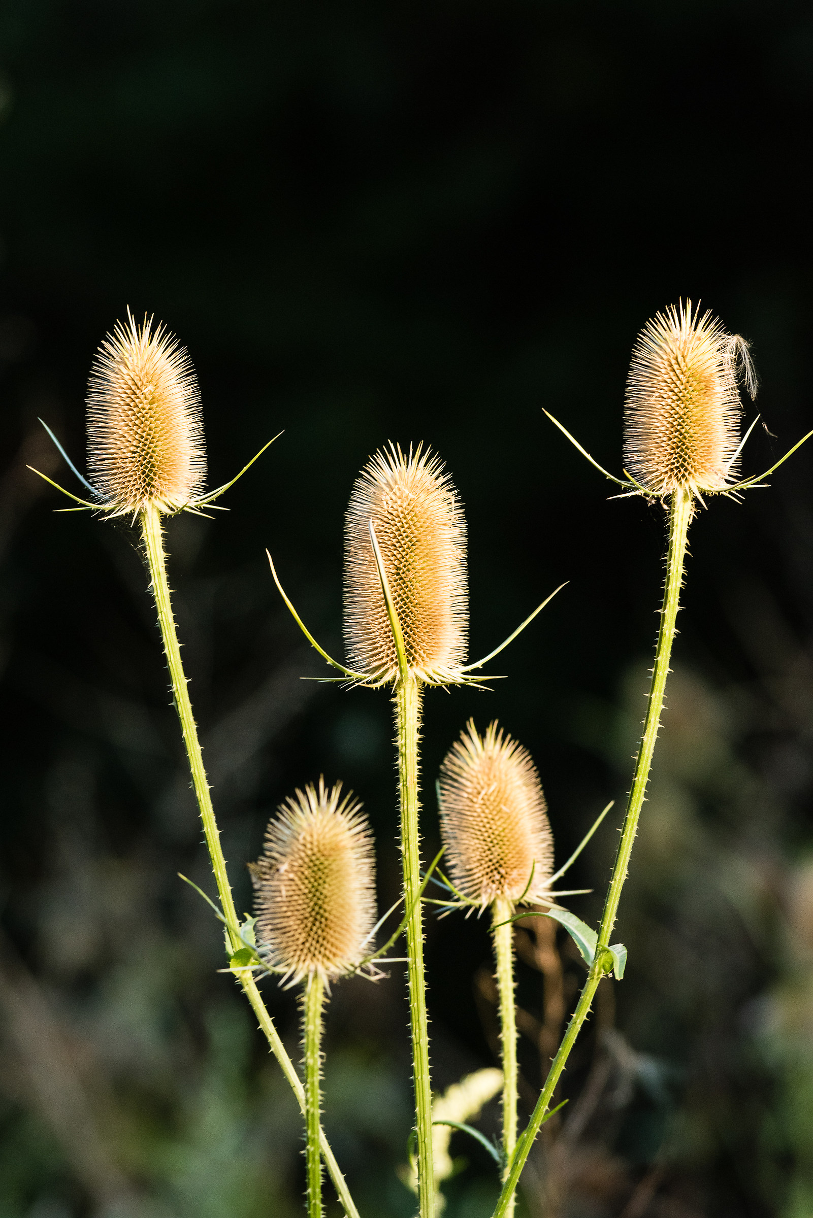 Shrub flowers