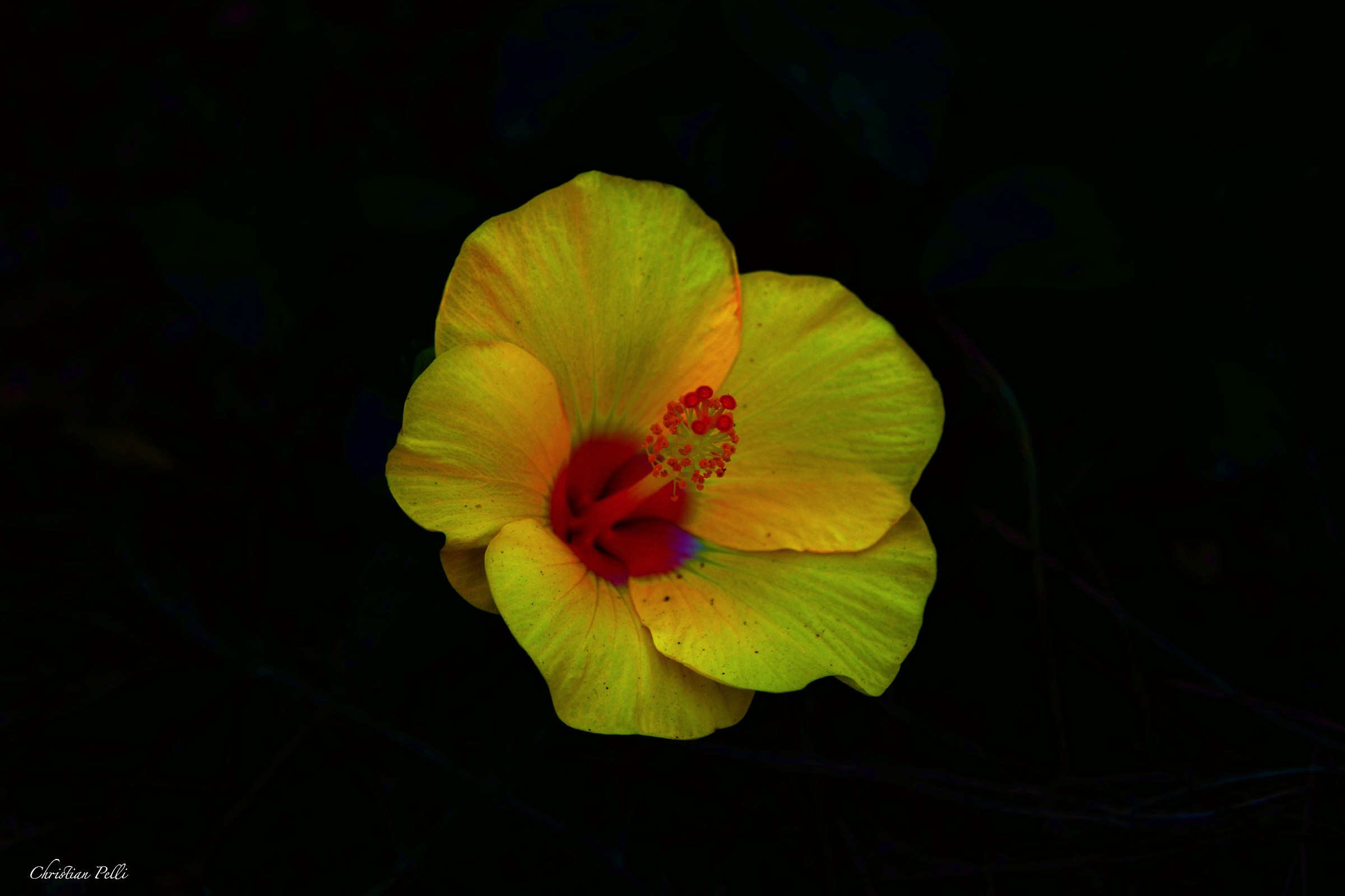 Yellow Flower