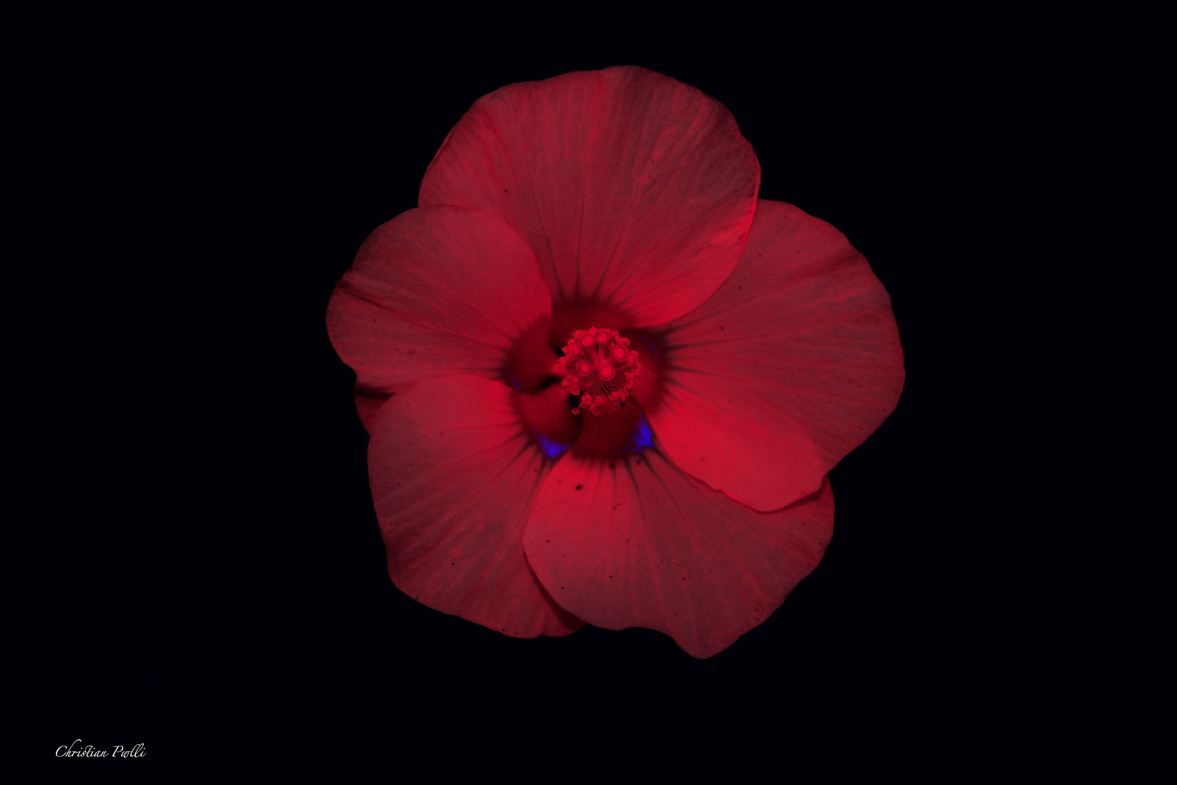 Red Flower