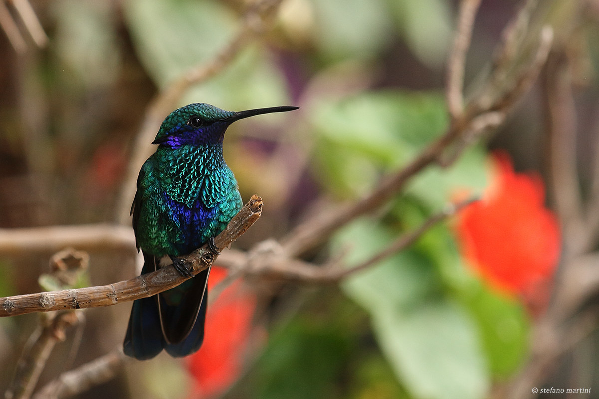 Coruscans Hummingbird