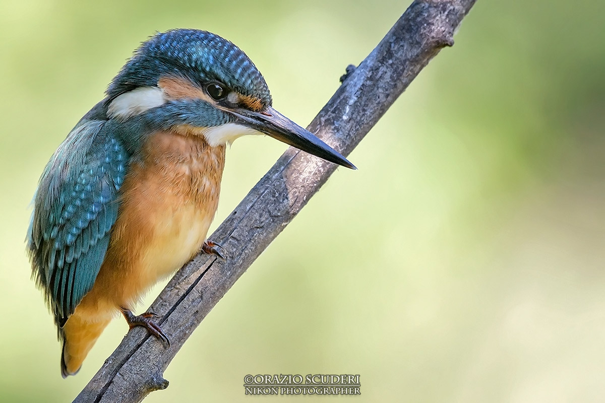 Alcedo atthis