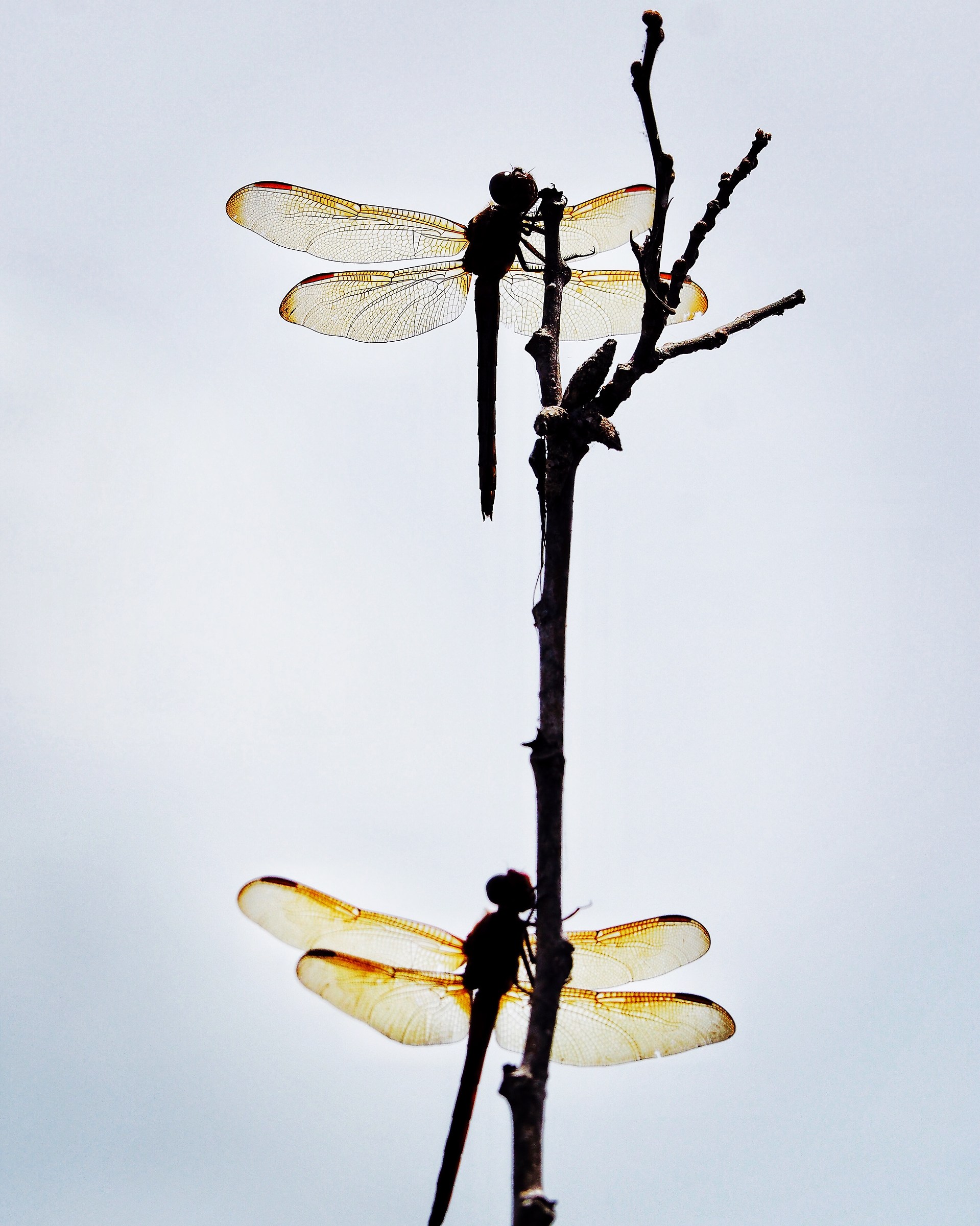 Roger Roger ready to take off