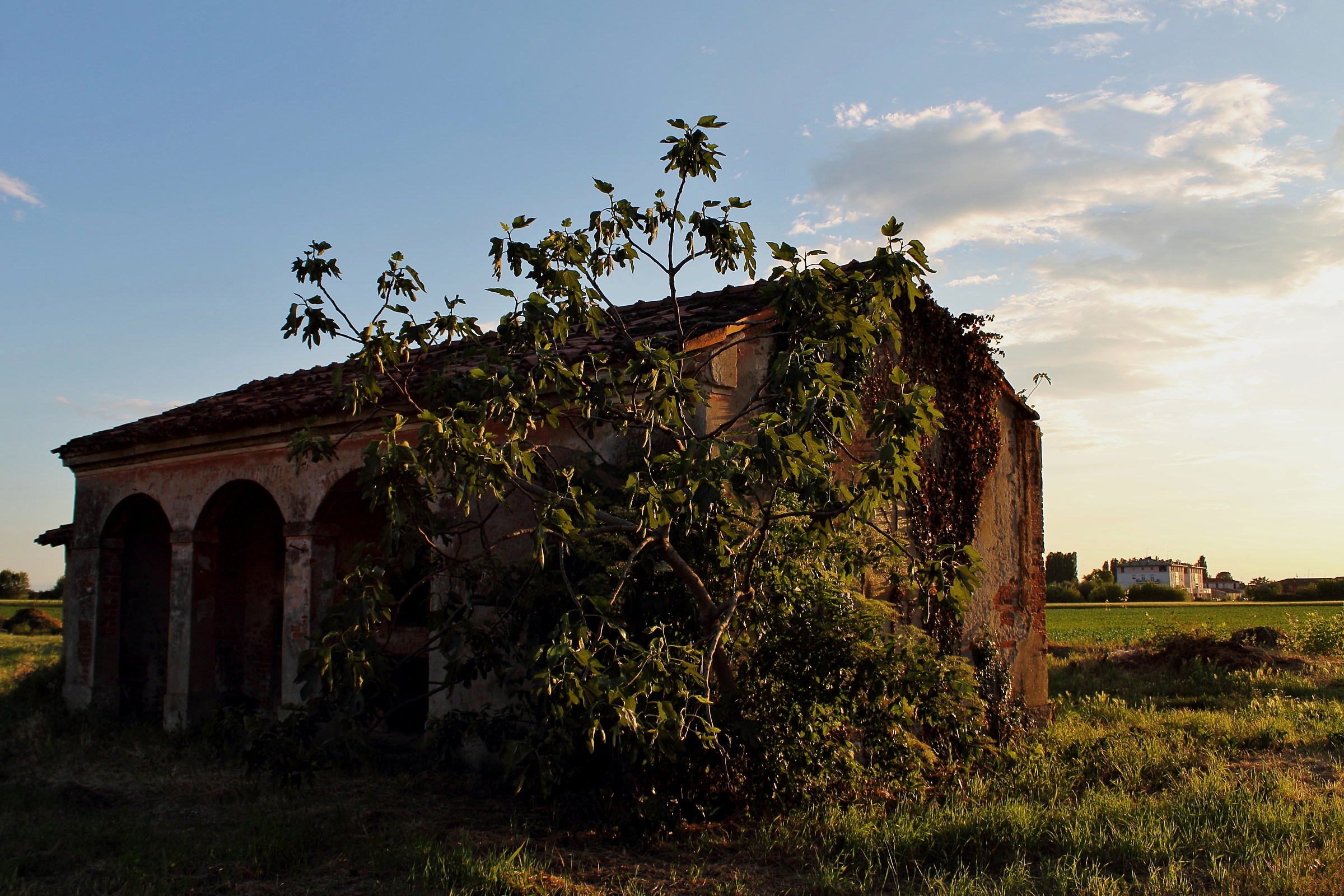 Buckwheat composition