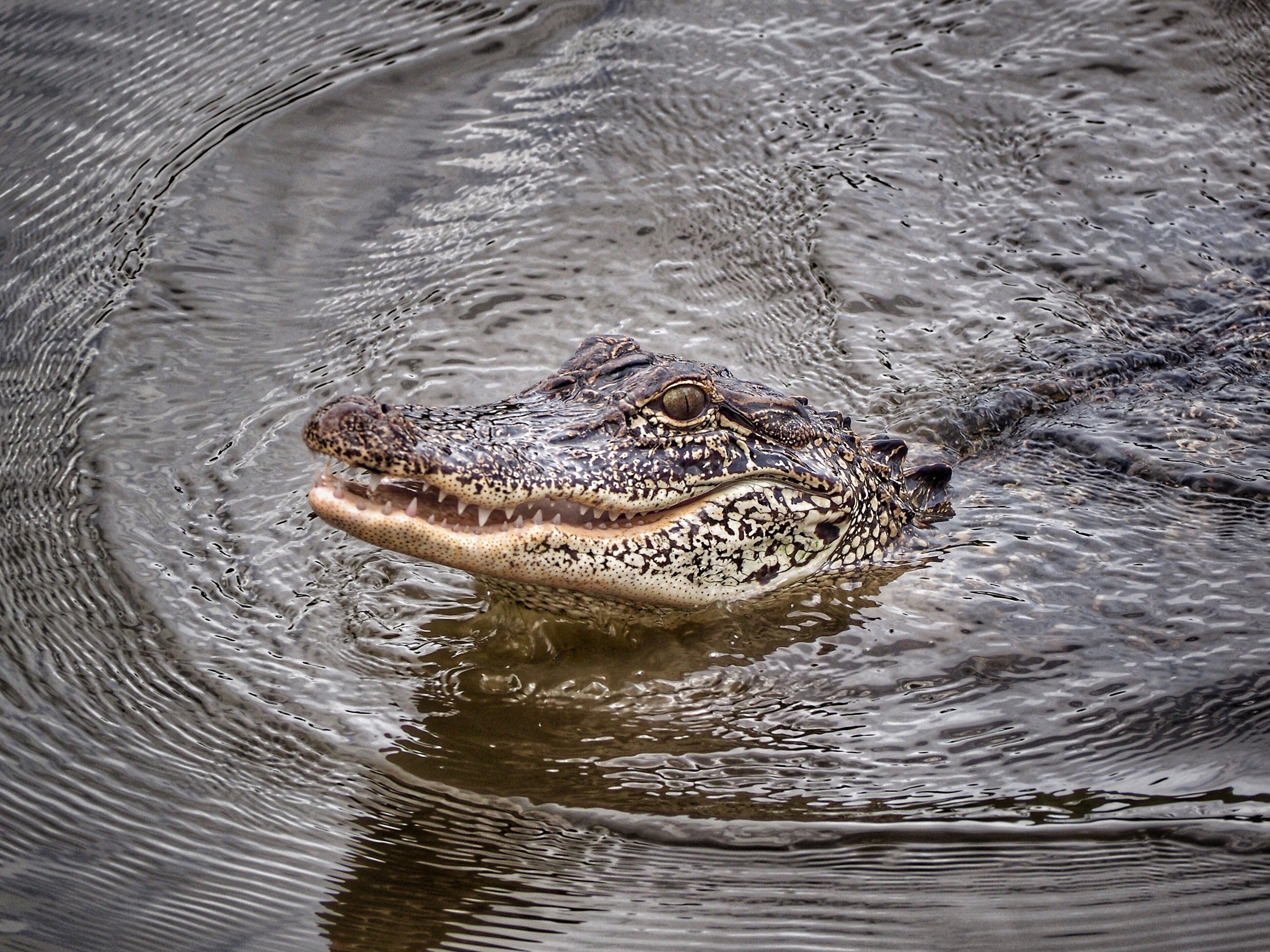 The crocodile how it does?!?!