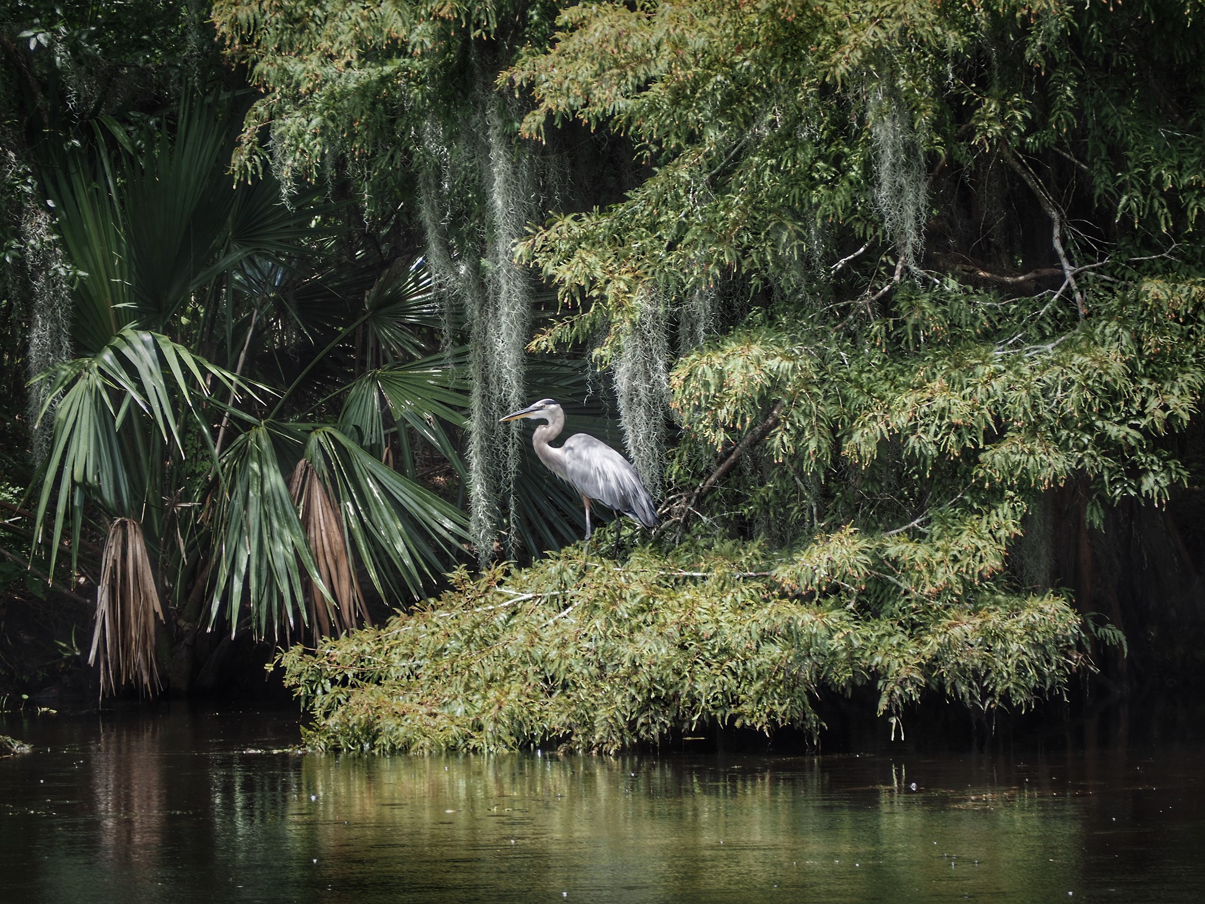 Storks and swamps