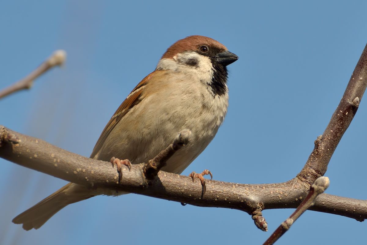 Sparrow