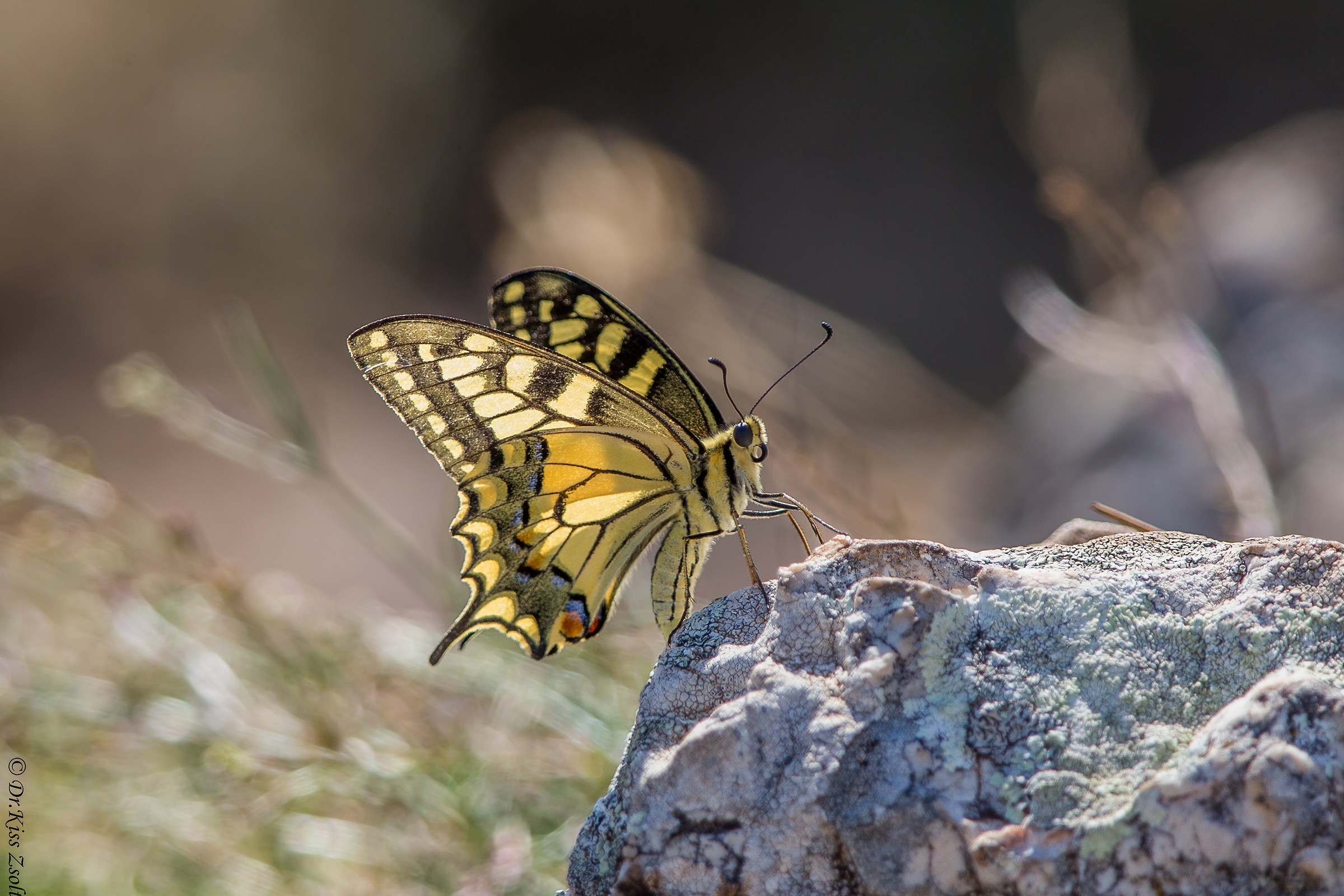 Rondine del Vecchio Mondo