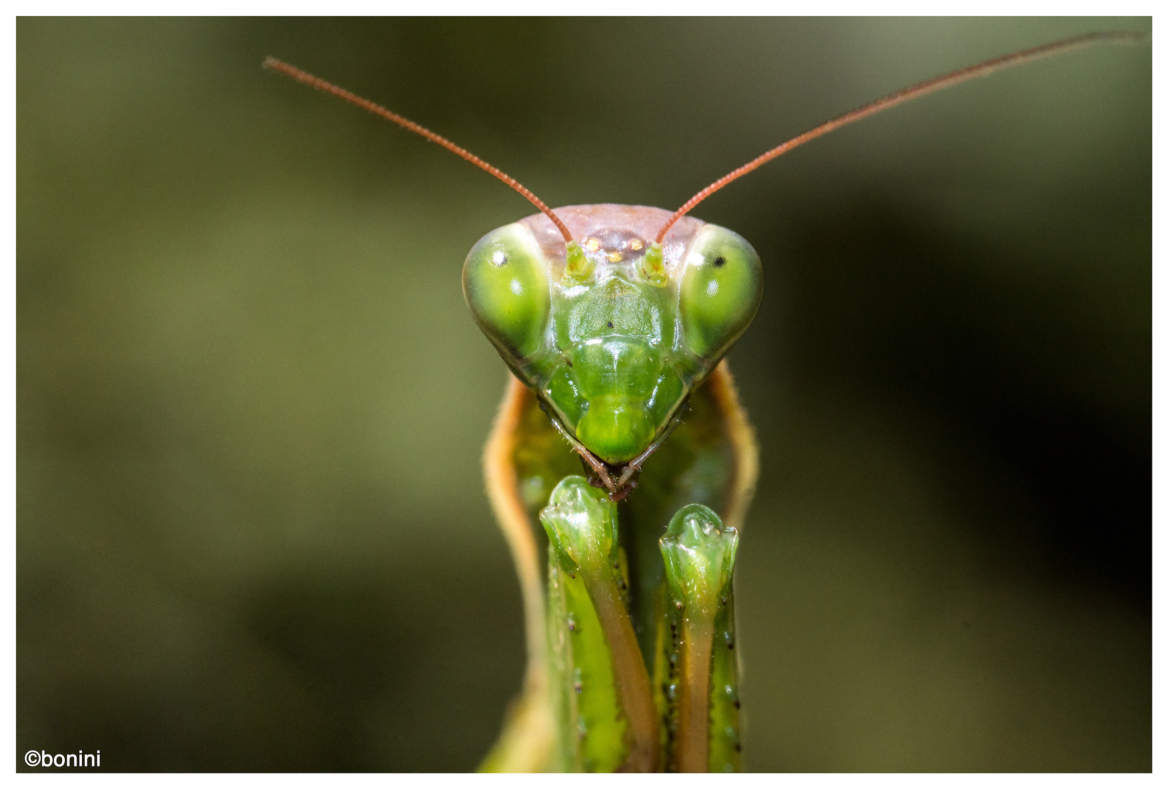Religious Mantis