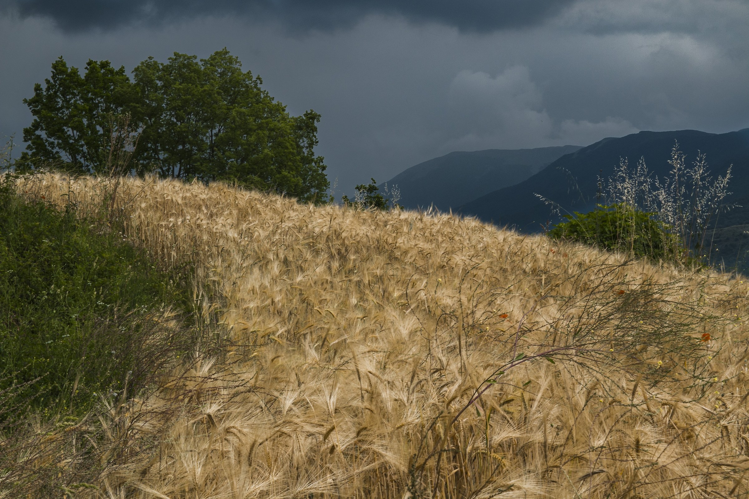 Barley and clouds
