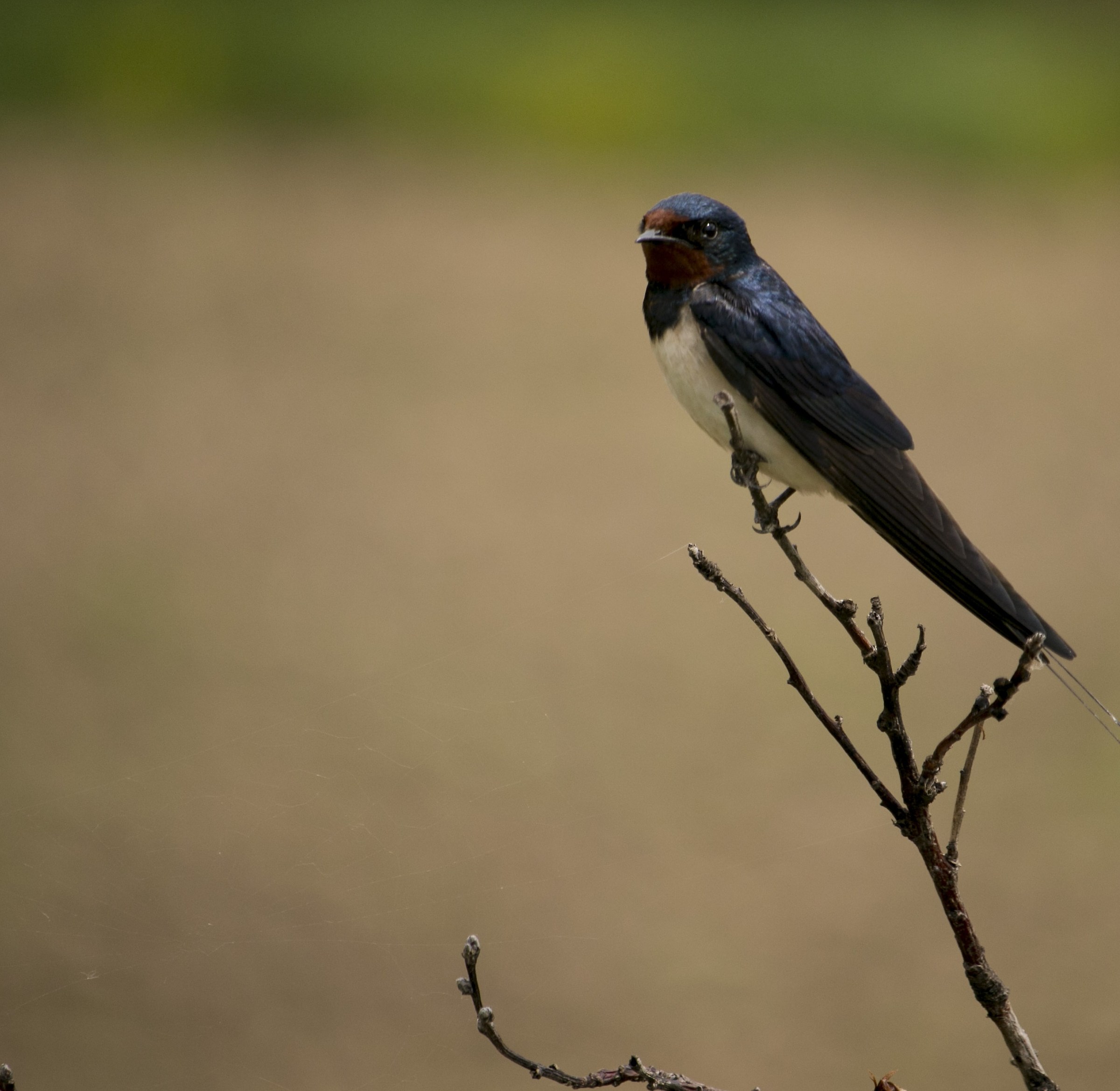 A swallow that makes spring