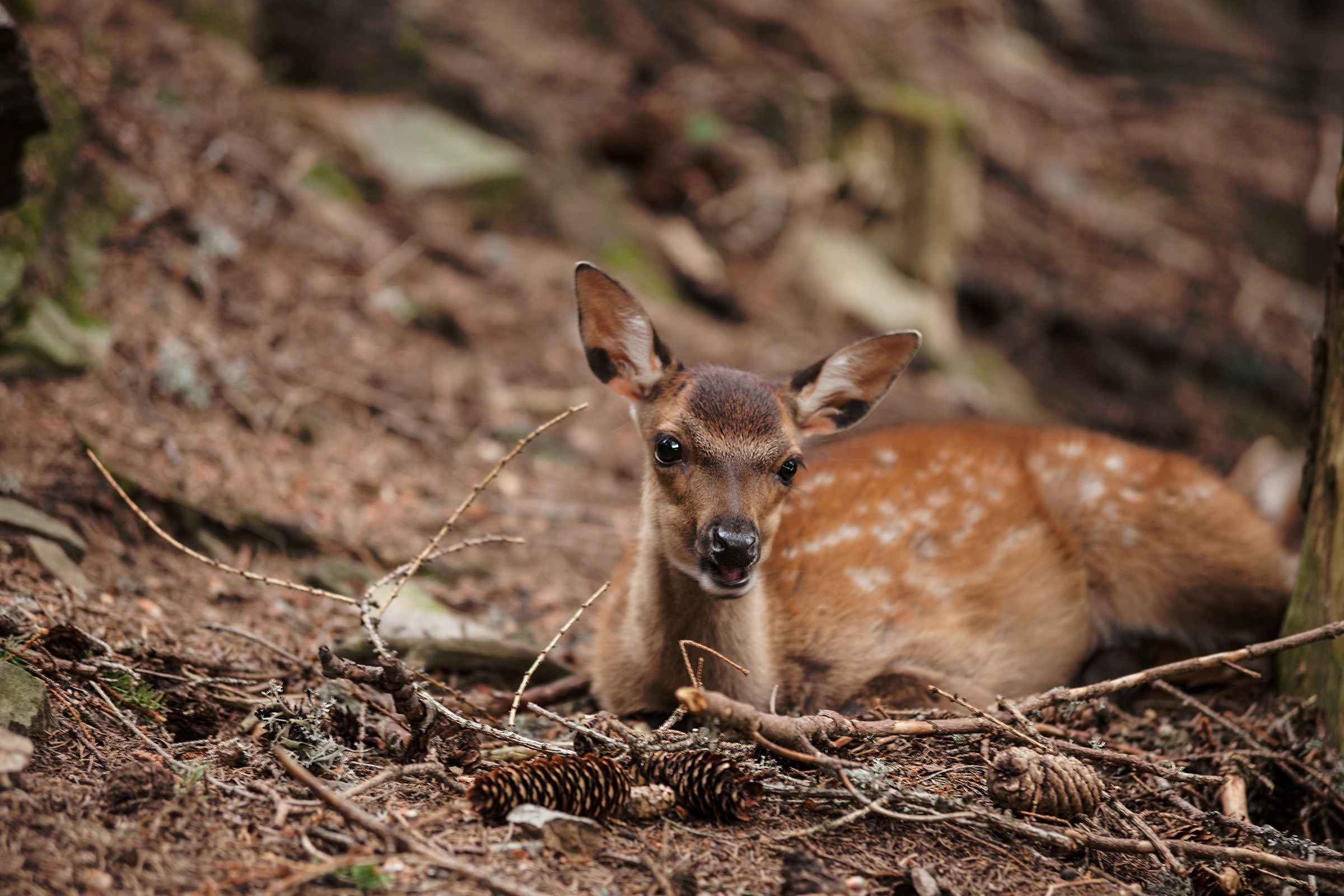 Hey you give me a picture !!!