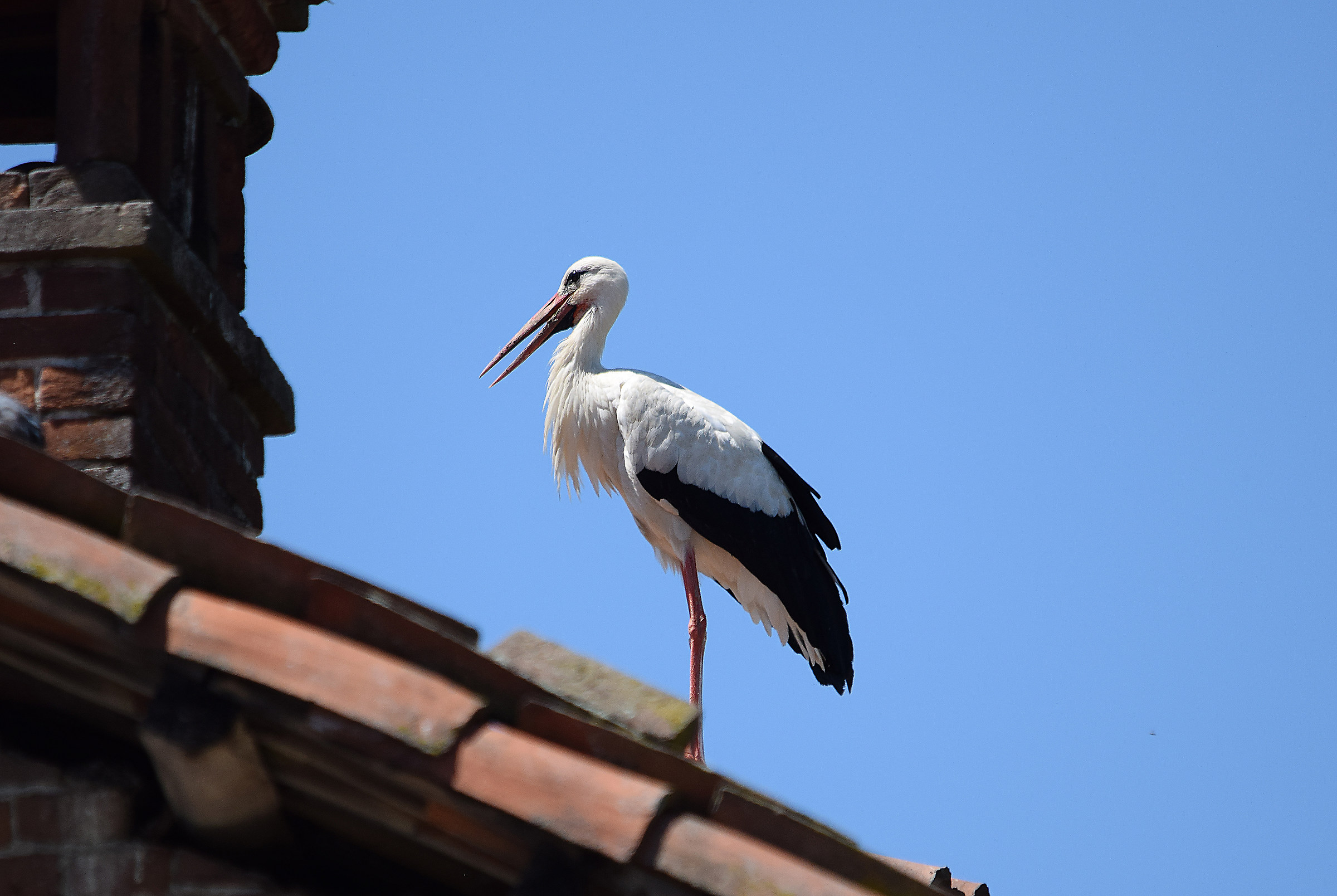 Stork on the roof