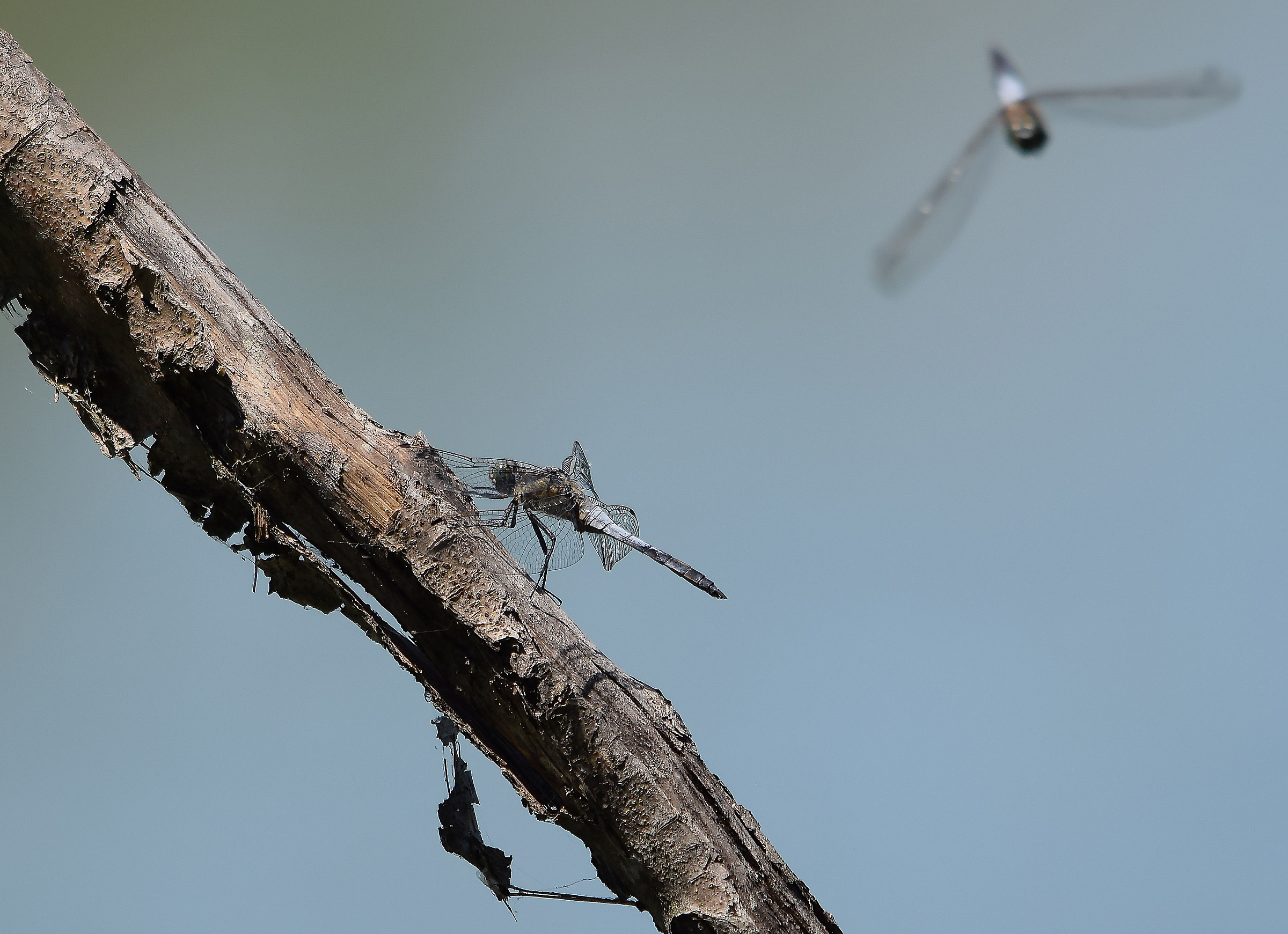 ...arrivo al volo...