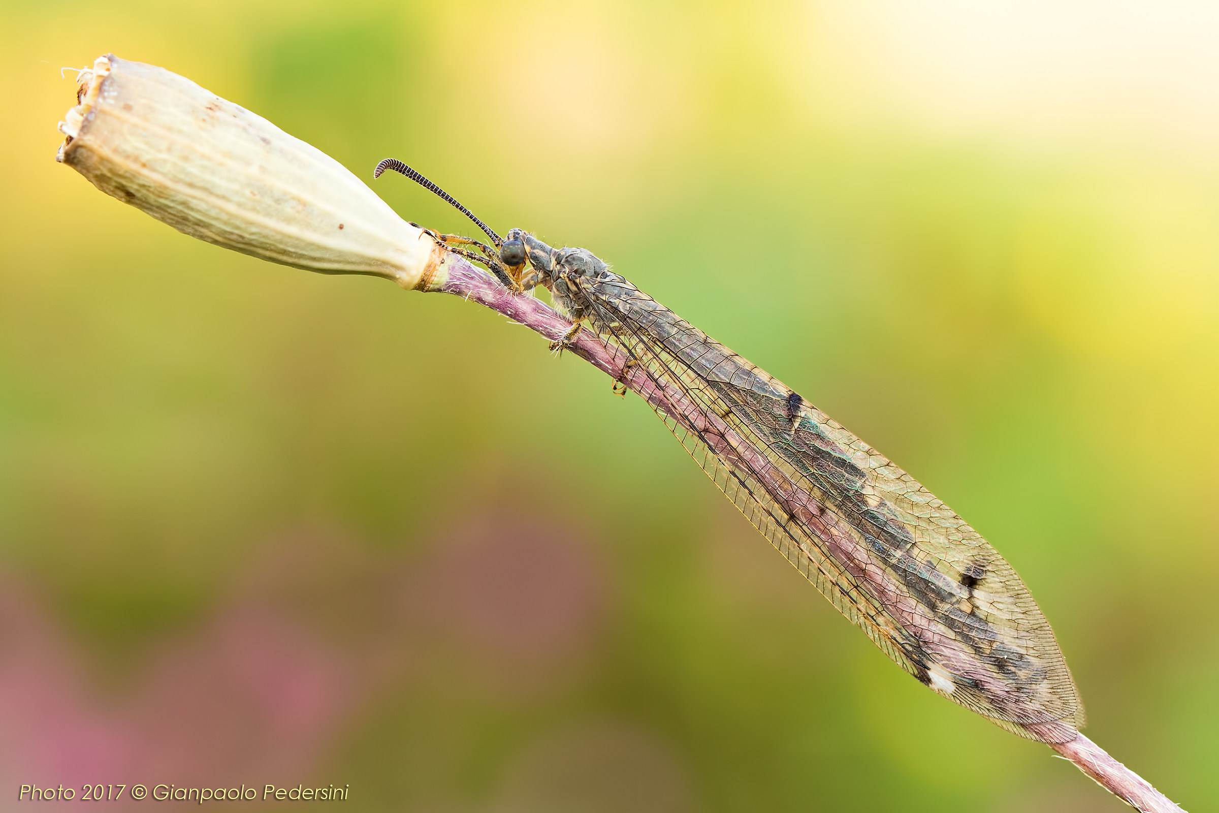 Antlion