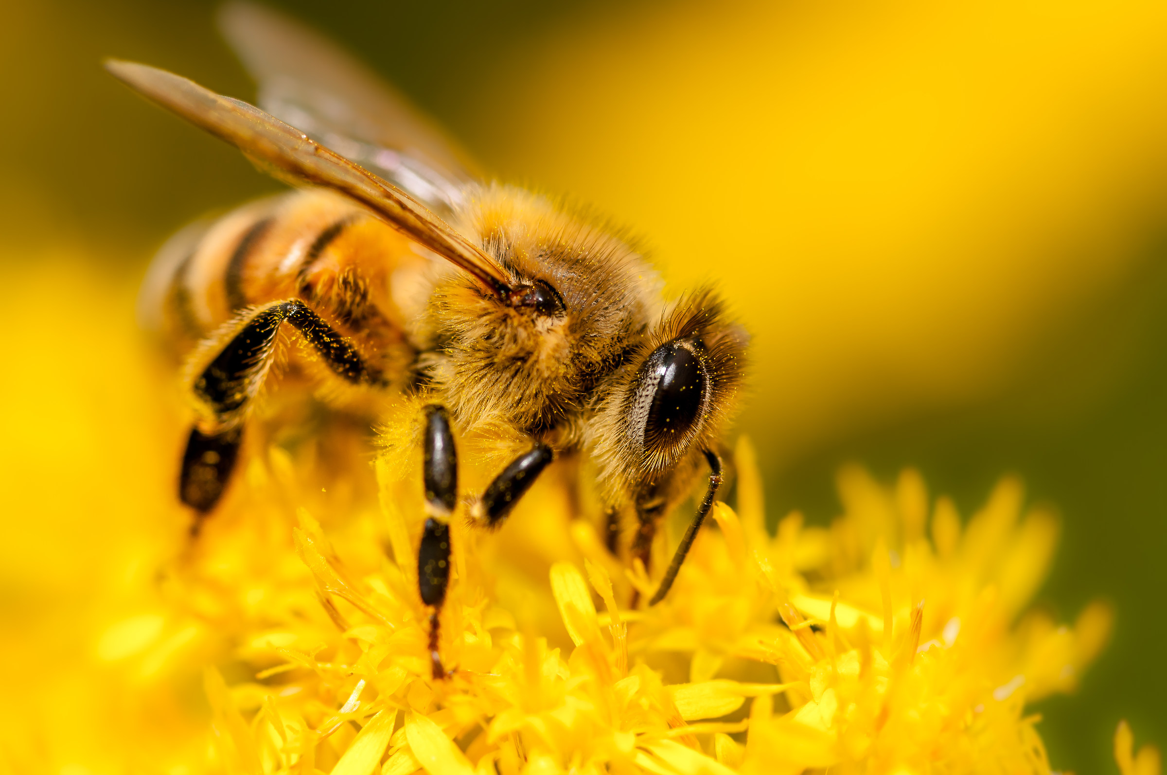 La nostra Ape (Apis mellifera europea )
