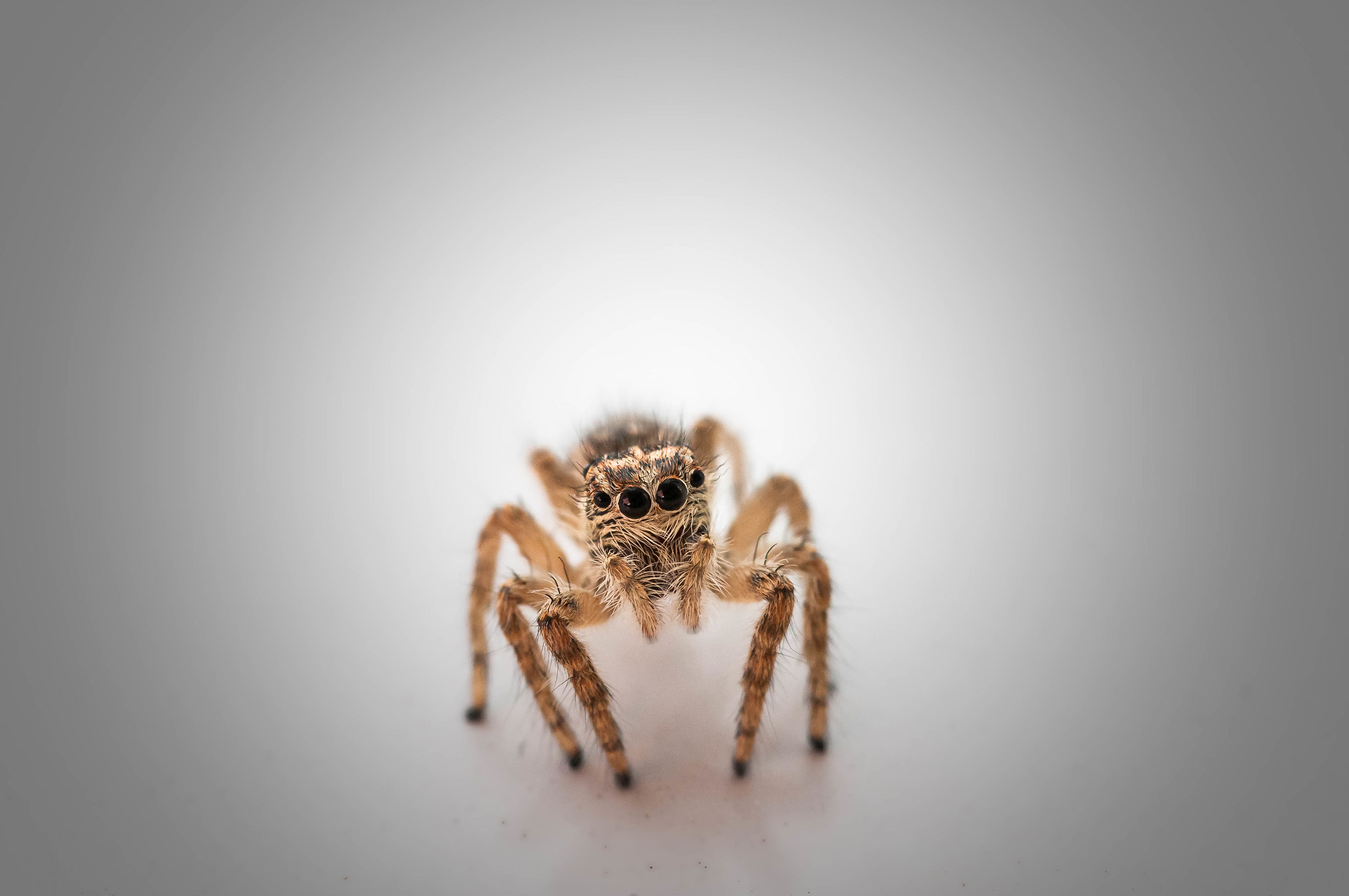 Salticidae “ragnetti saltellanti”