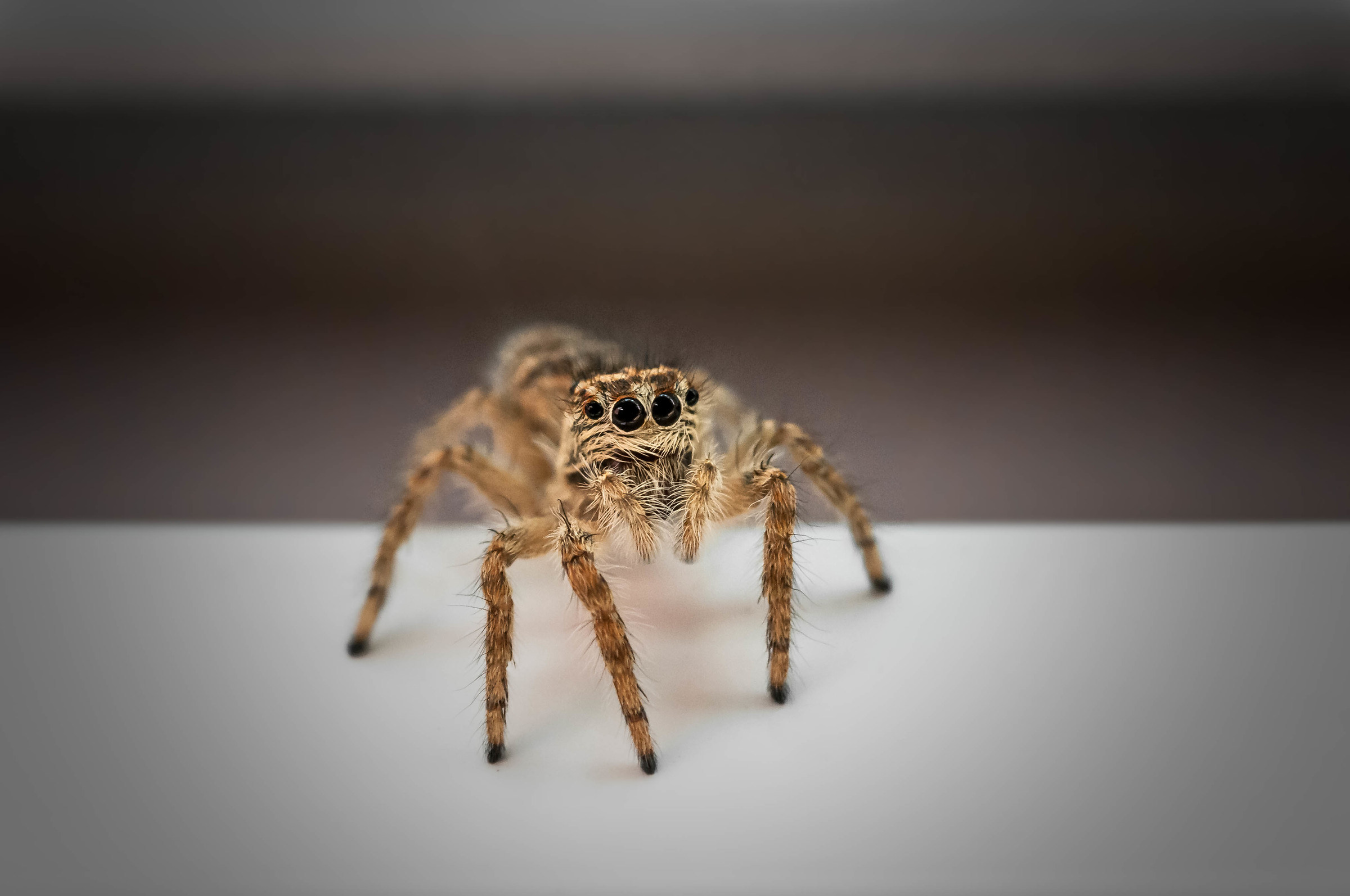 Salticidae “ragnetti saltellanti”