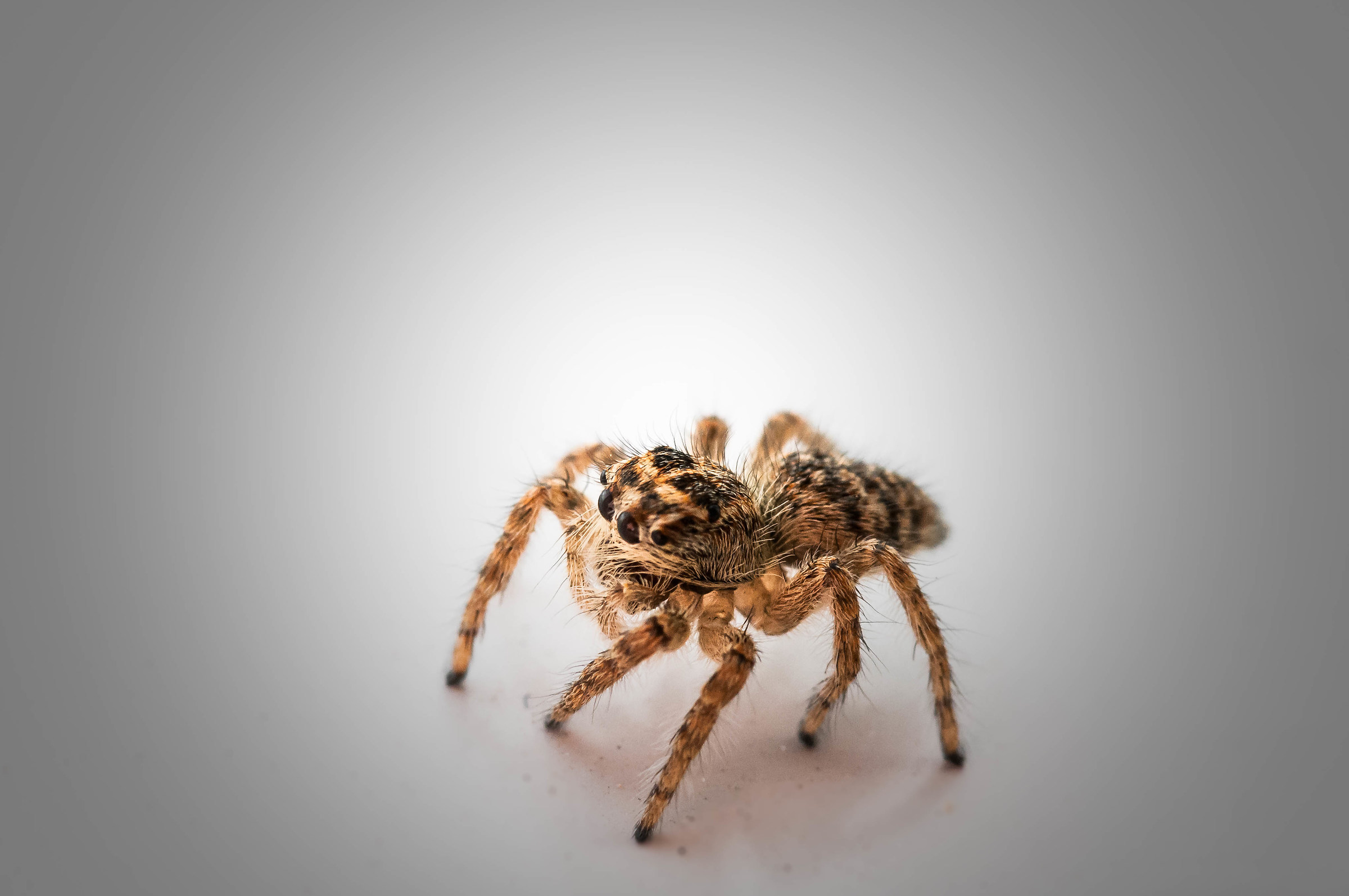 Salticidae “ragnetti saltellanti”