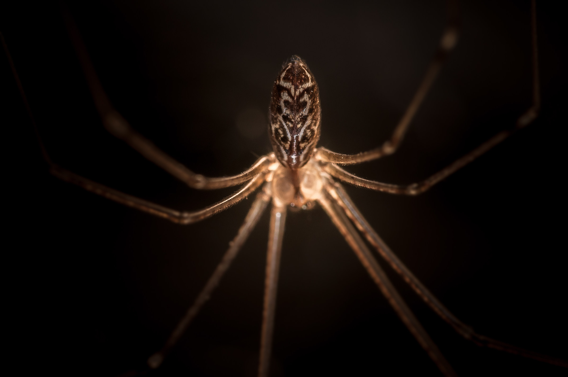 Ragno porta guadagno: famiglia delle Pholcidae