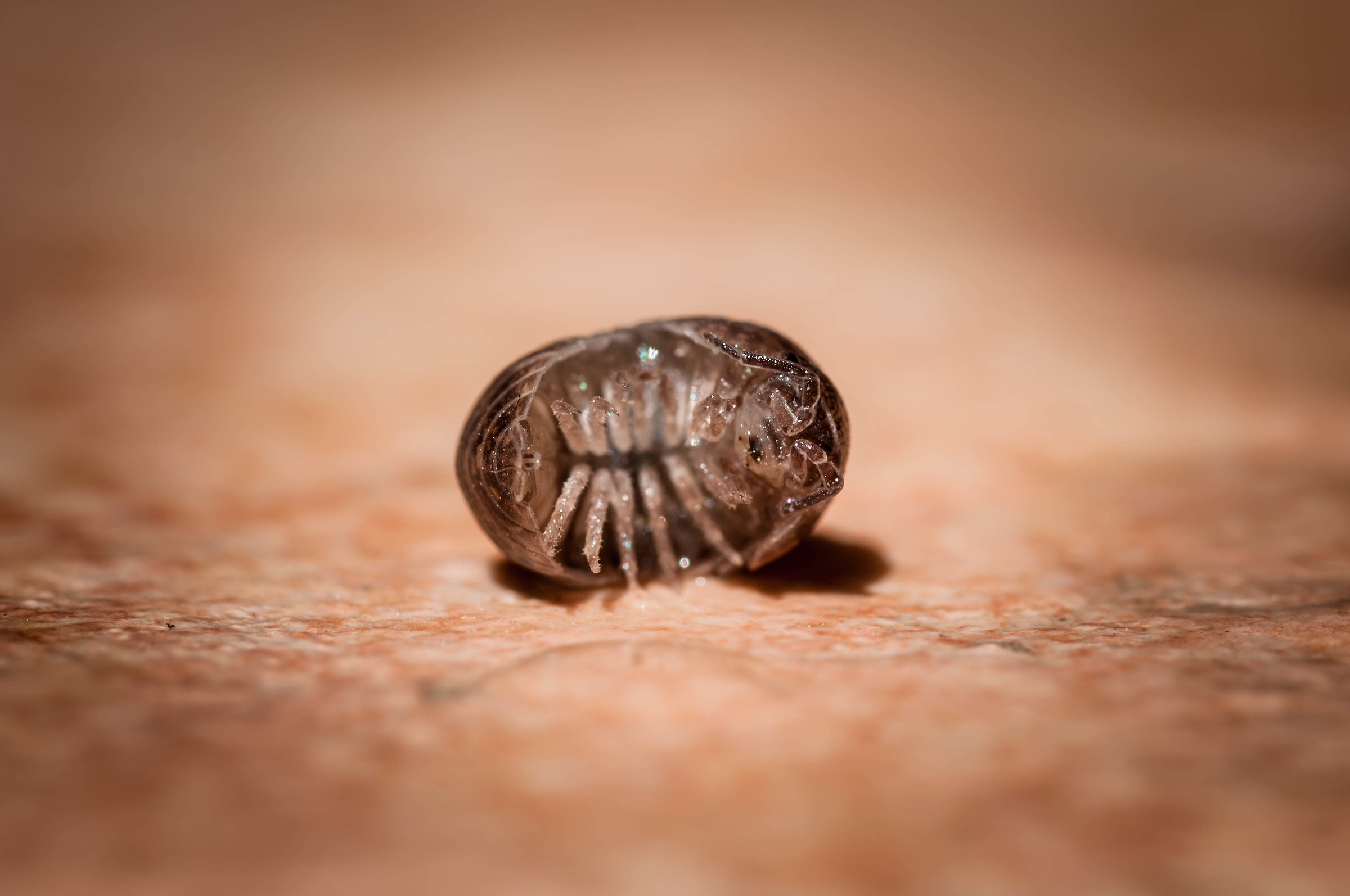 L'Armadillidium vulgare : Animaletti in casa da scoprir