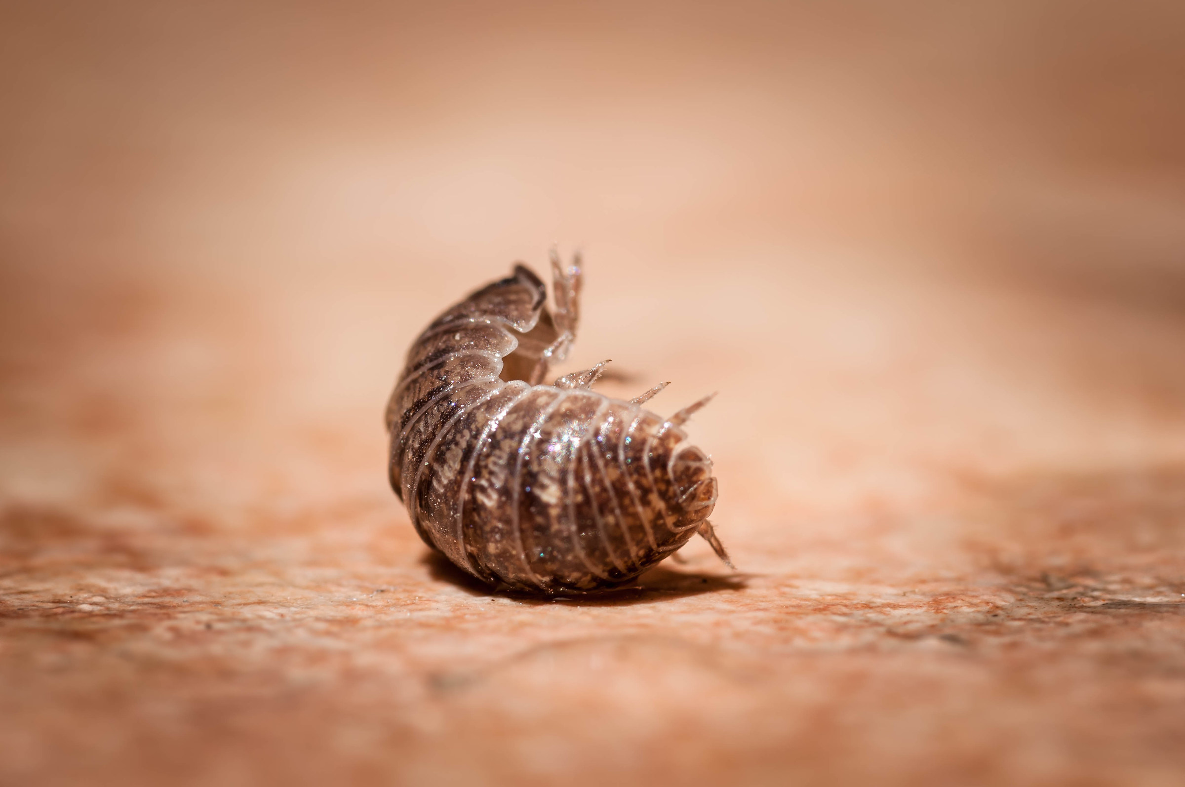 L'Armadillidium vulgare : Animaletti in casa da scoprir