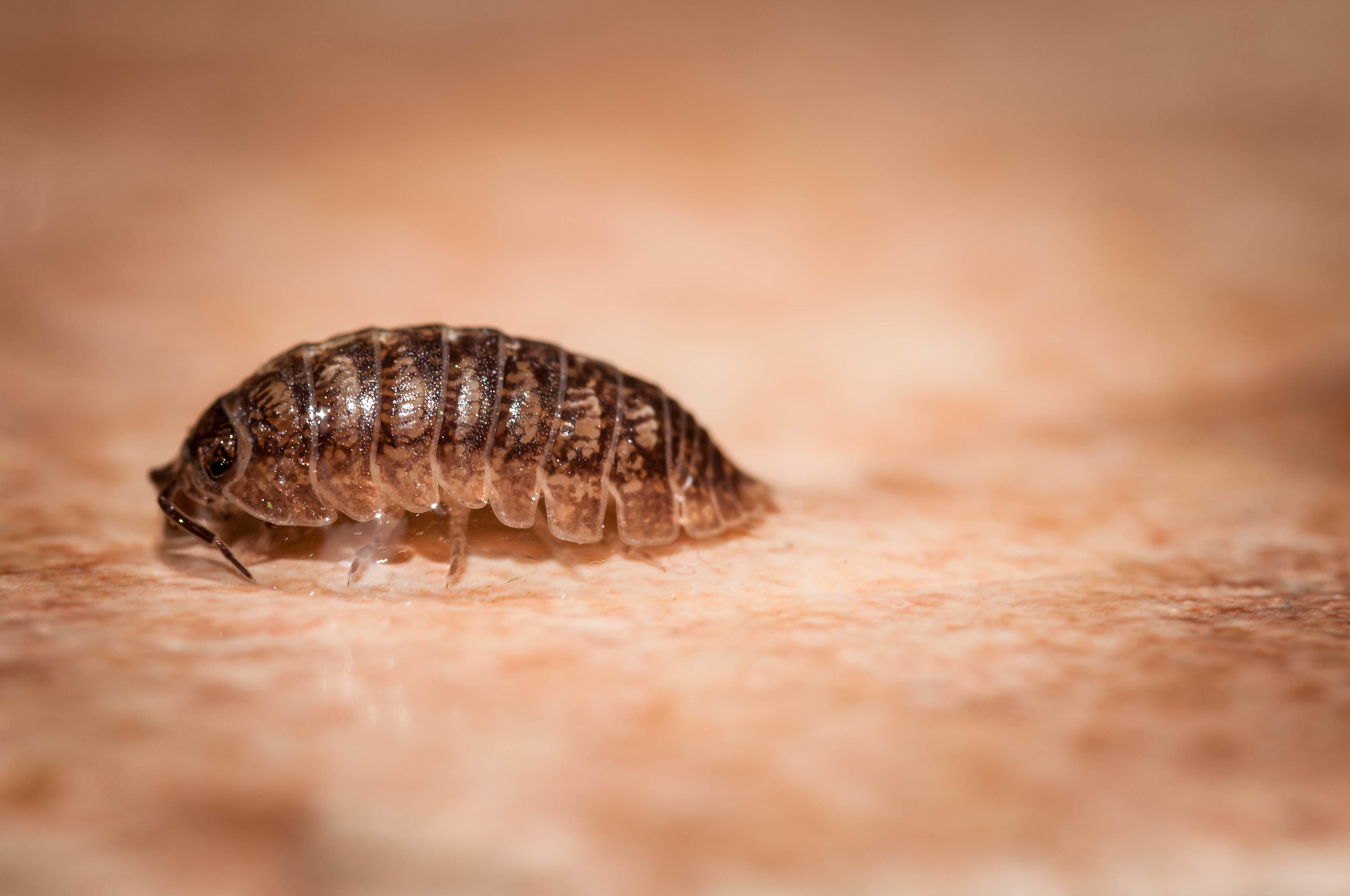 L'Armadillidium vulgare : Animaletti in casa da scoprir