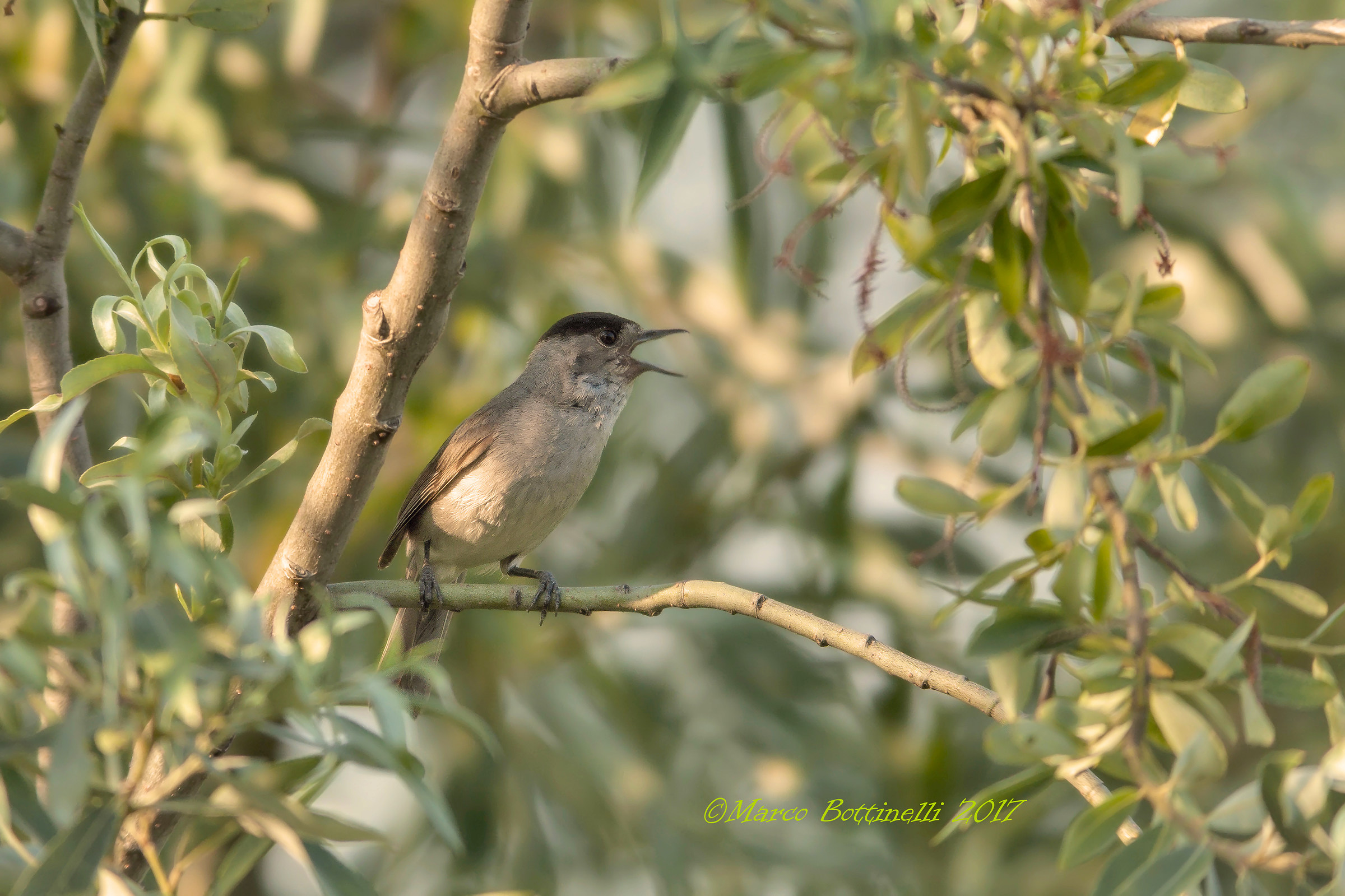 Male captain at sunset