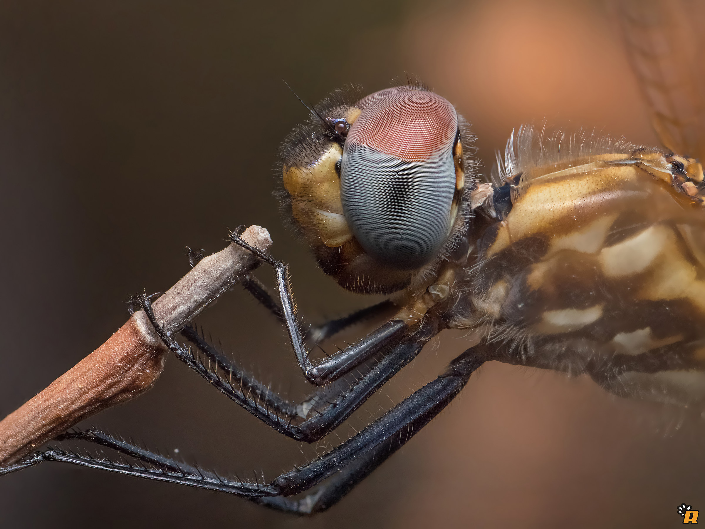 First try with GX8 and Oshiro 60 Macro