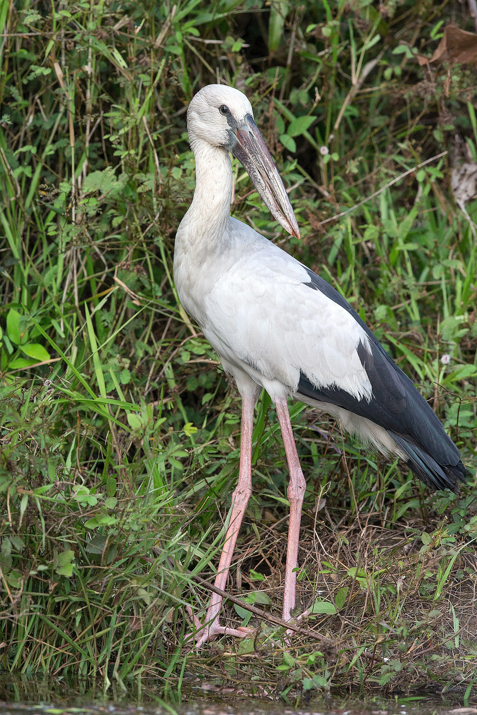 Open billed stork / Asian Anastomus (Anastomus oscitans)