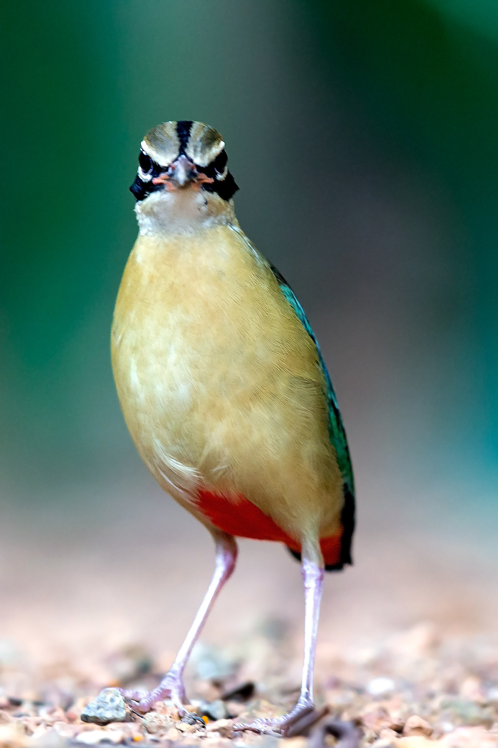 Indian Pitta / Indian Pitta (Pitta brachyura)